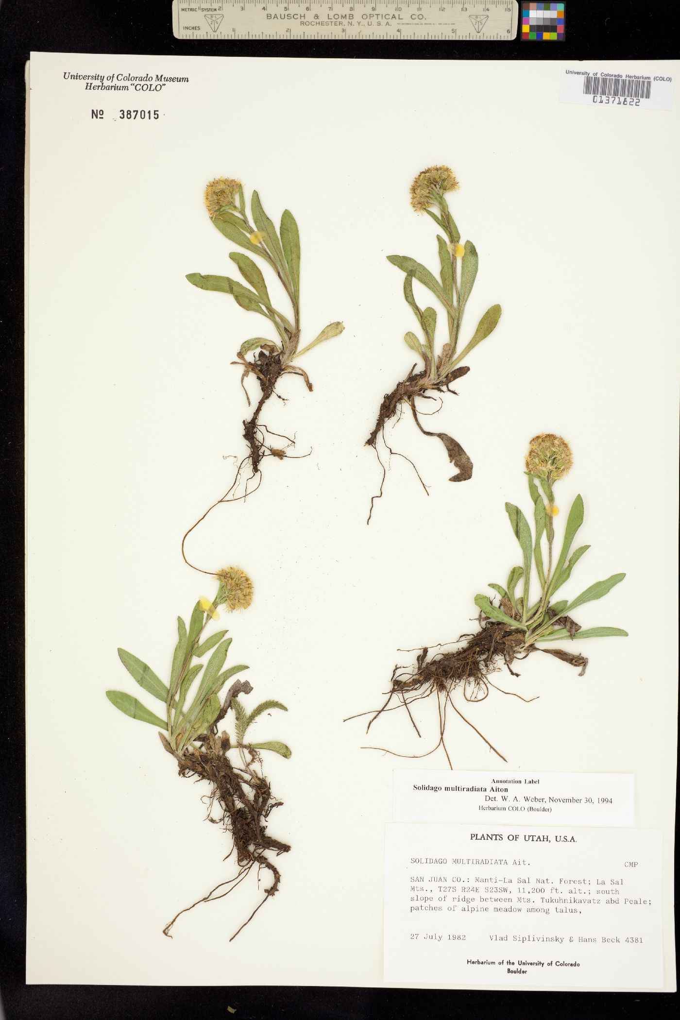 Solidago multiradiata image