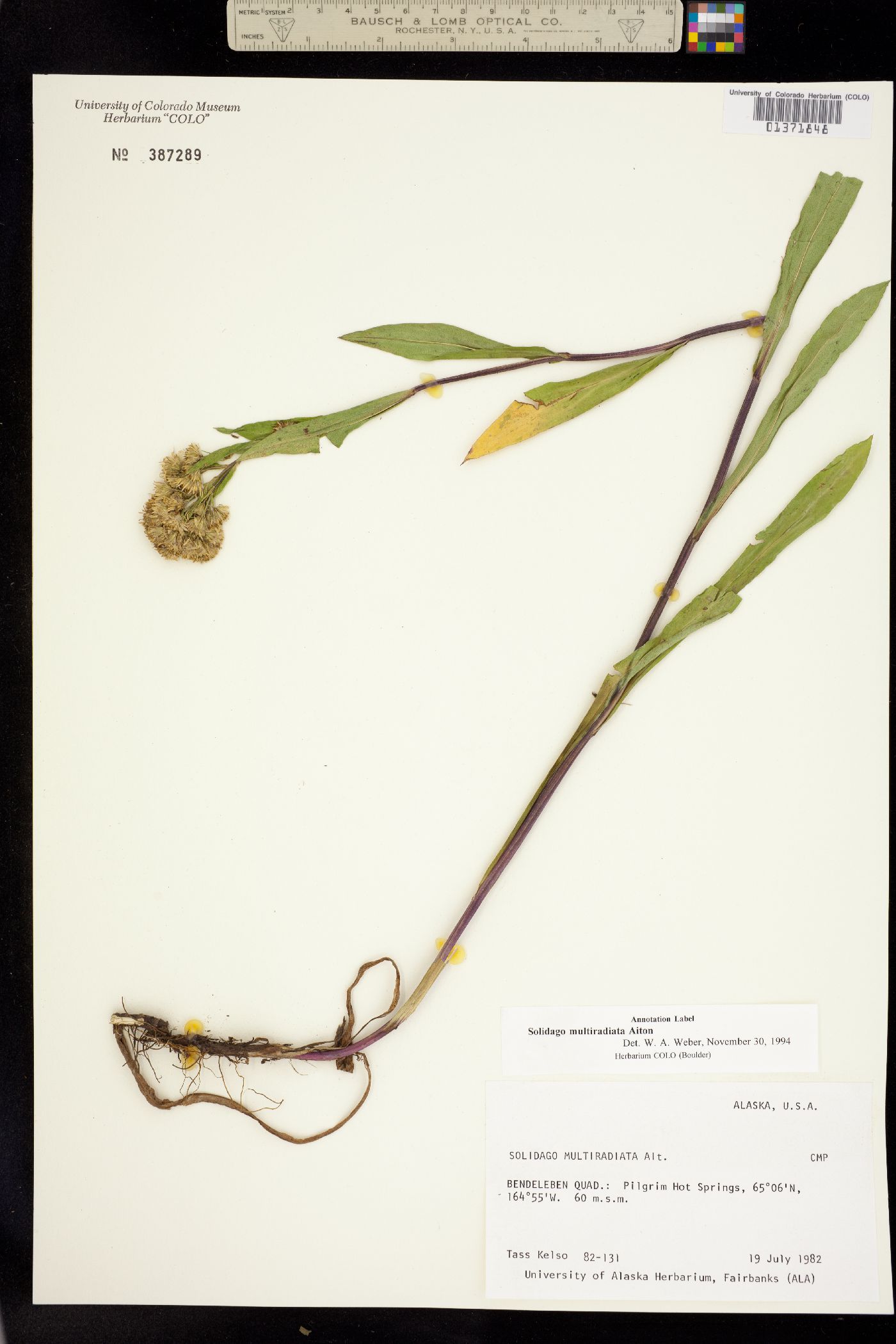 Solidago multiradiata image