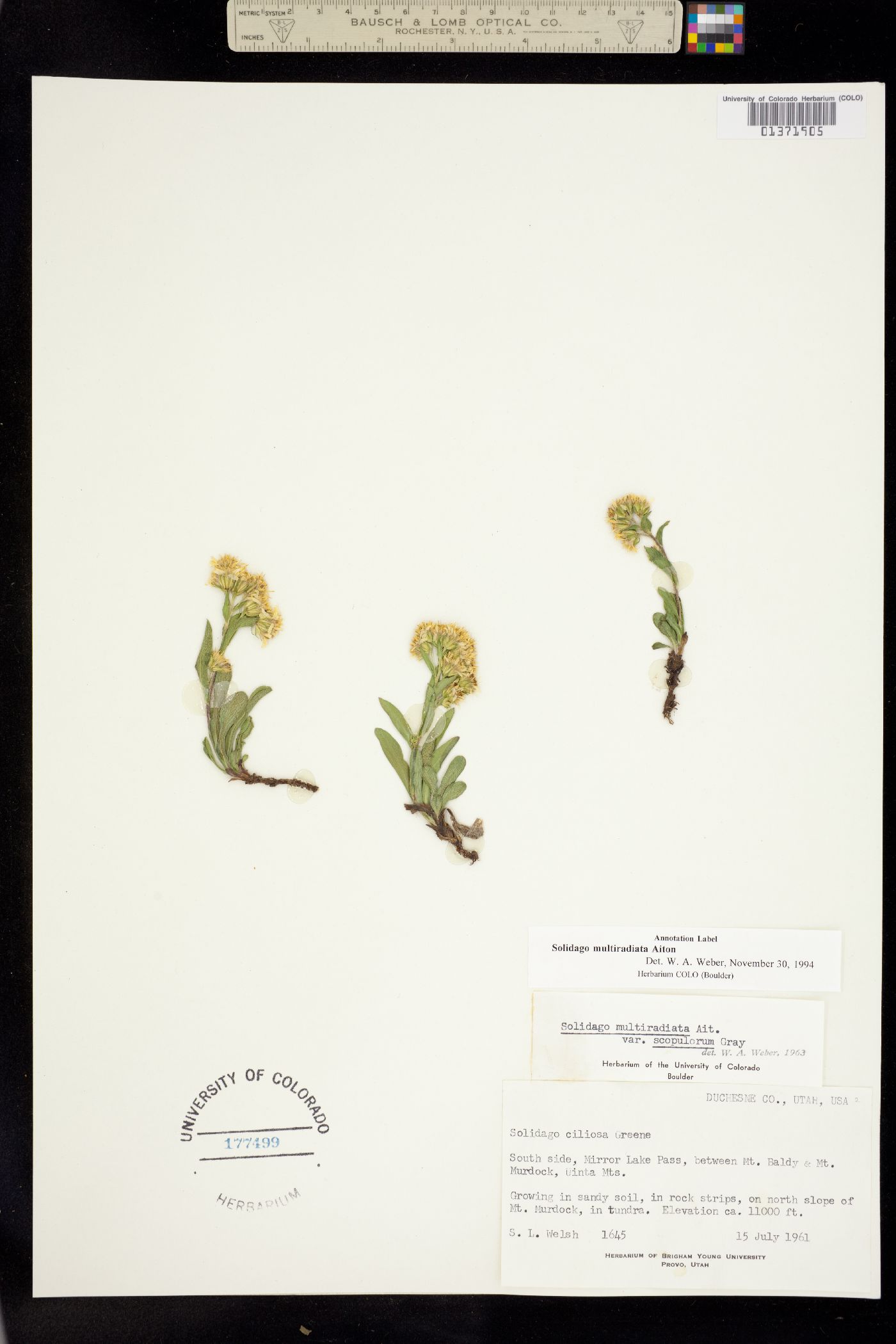 Solidago multiradiata image