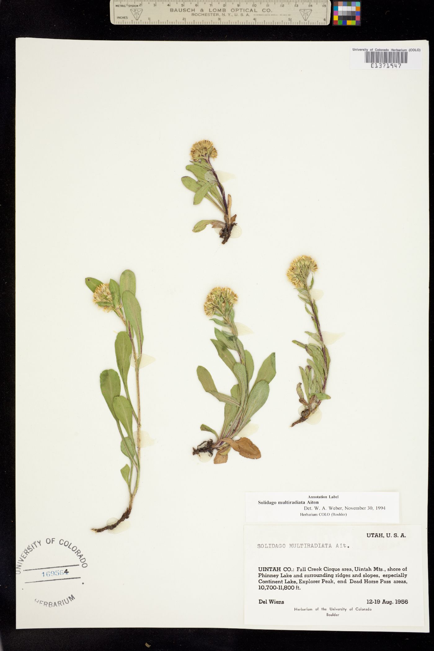 Solidago multiradiata image