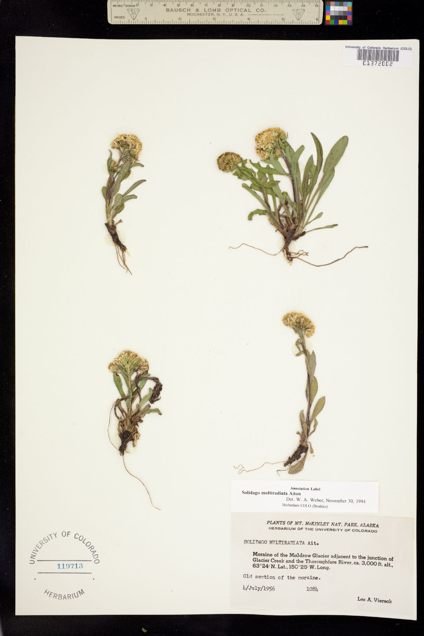 Solidago multiradiata image