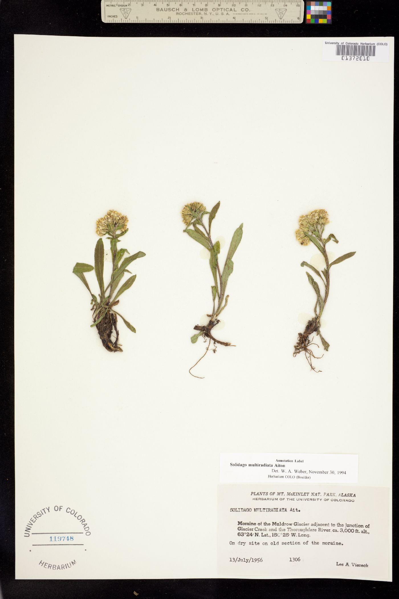 Solidago multiradiata image