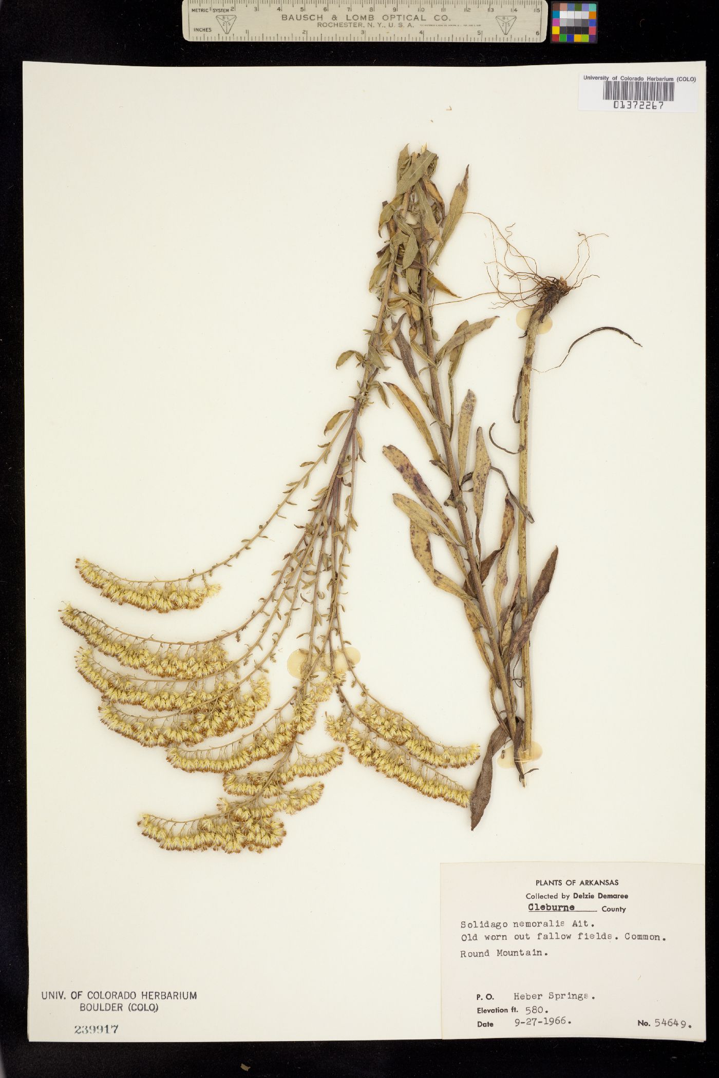 Solidago nemoralis image