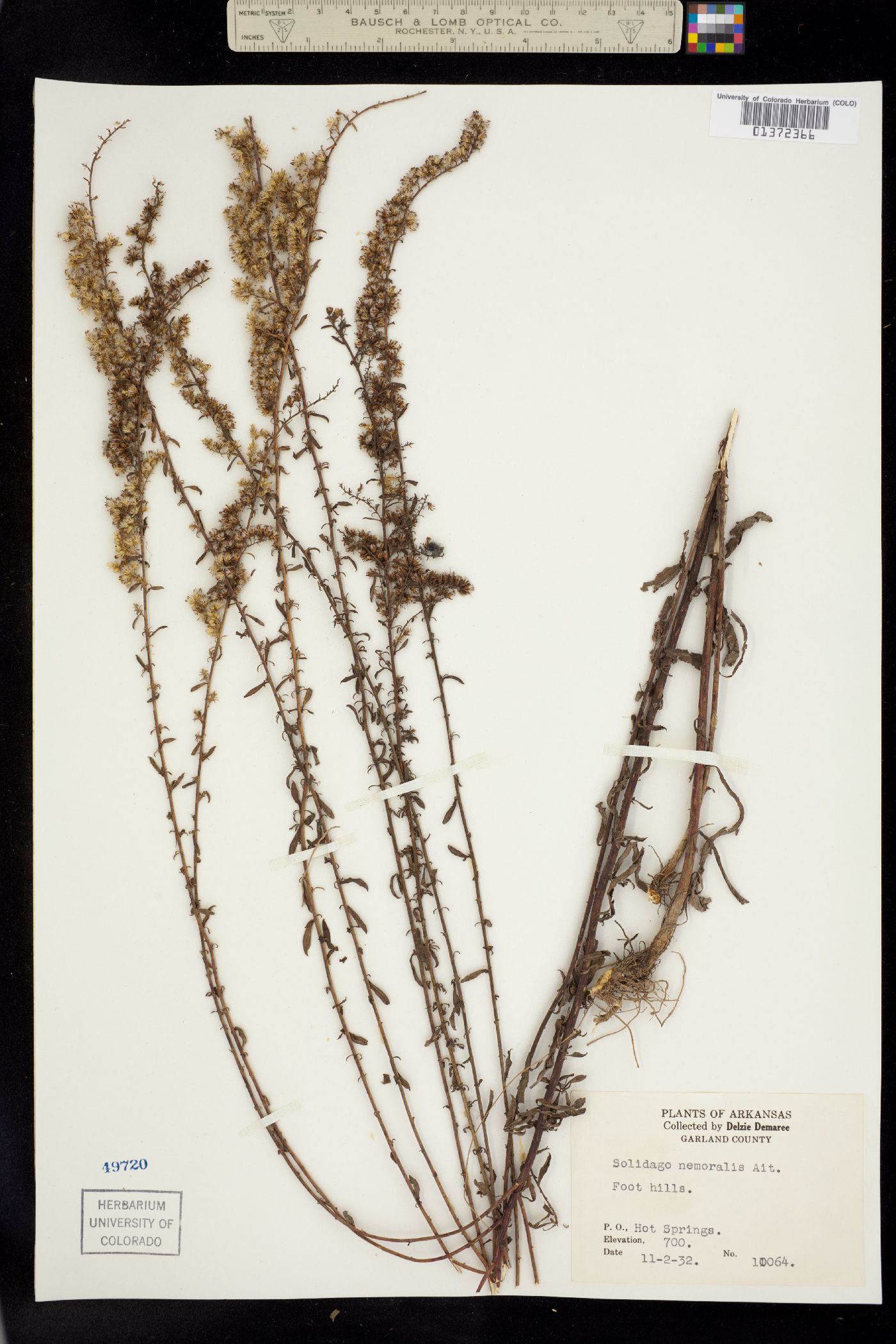 Solidago nemoralis image