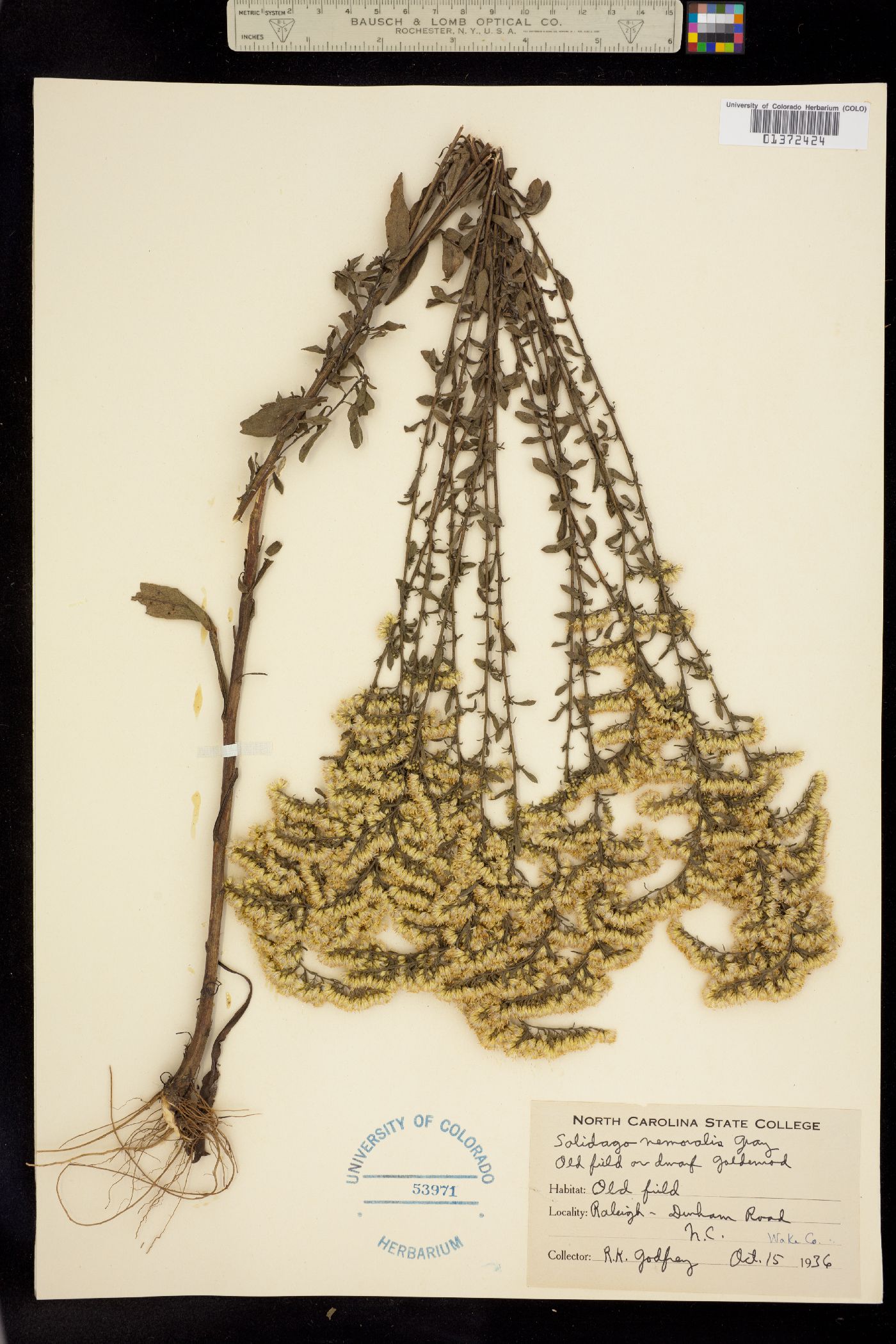 Solidago nemoralis image