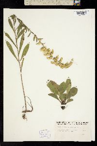 Solidago nemoralis image