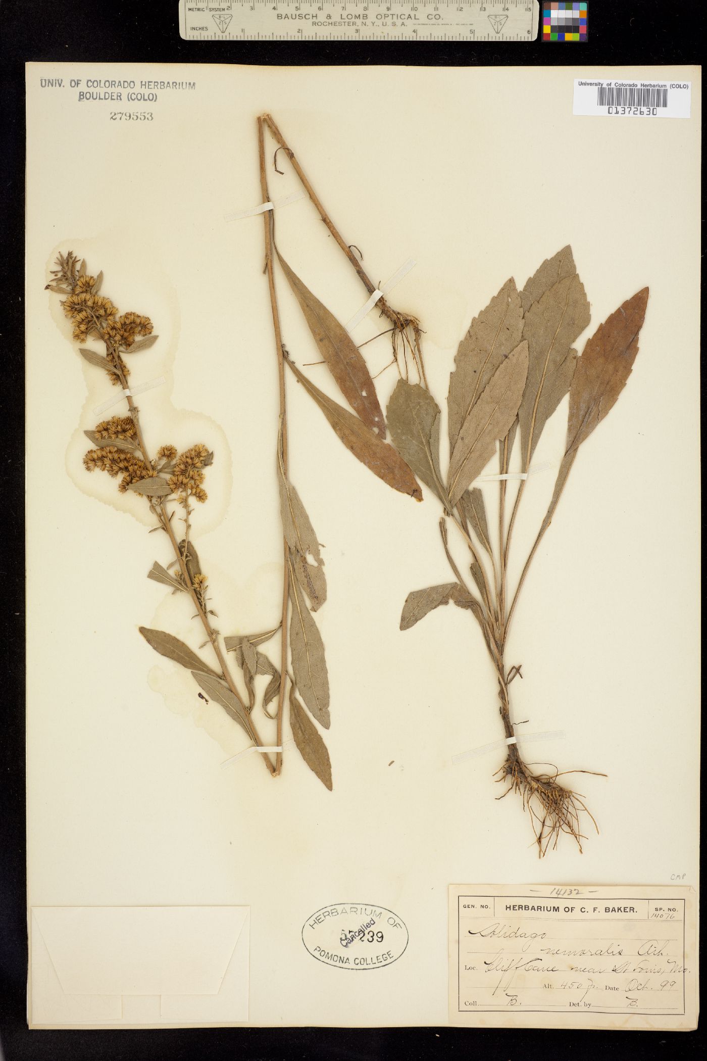 Solidago nemoralis image