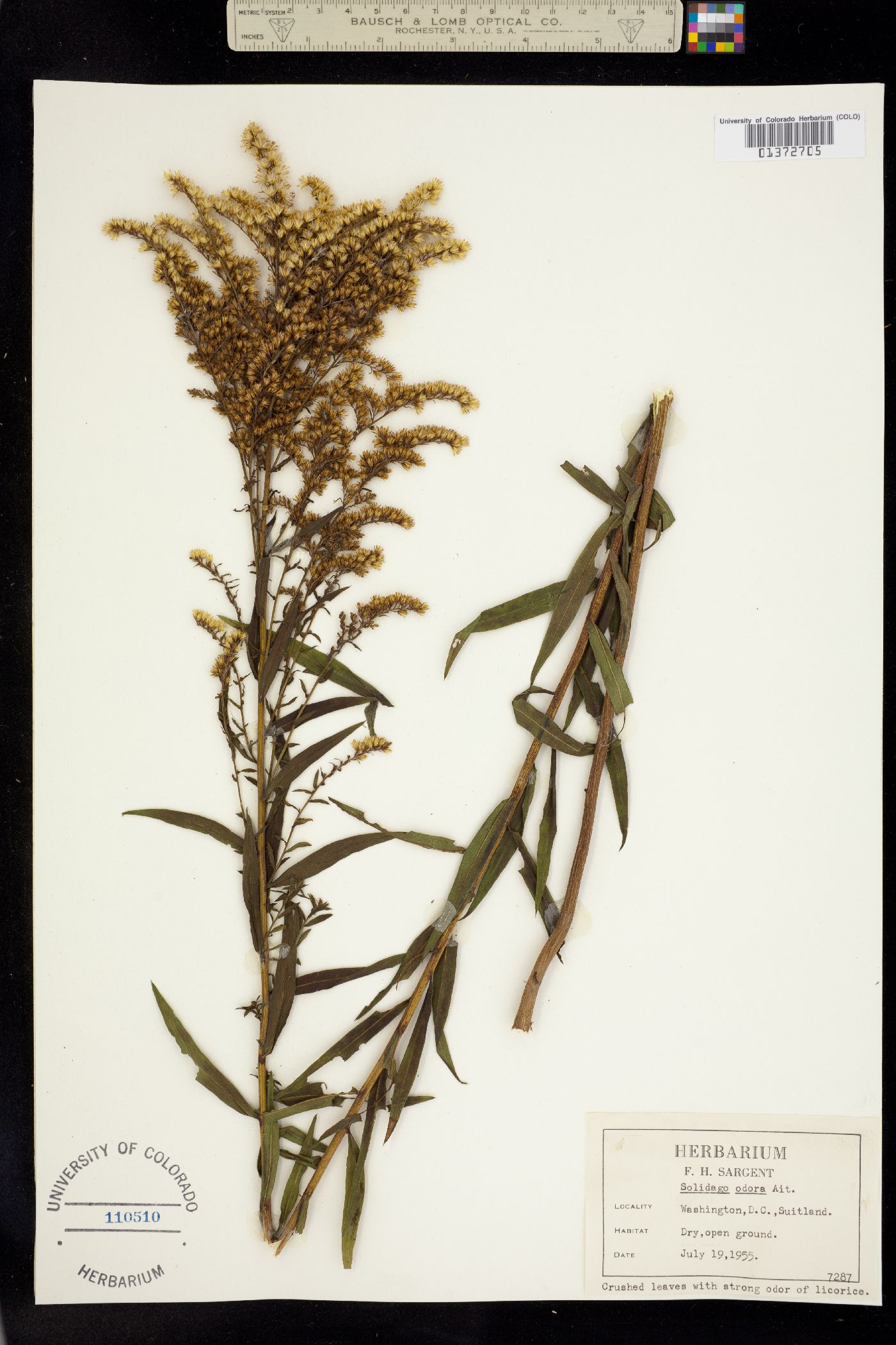 Solidago odora image