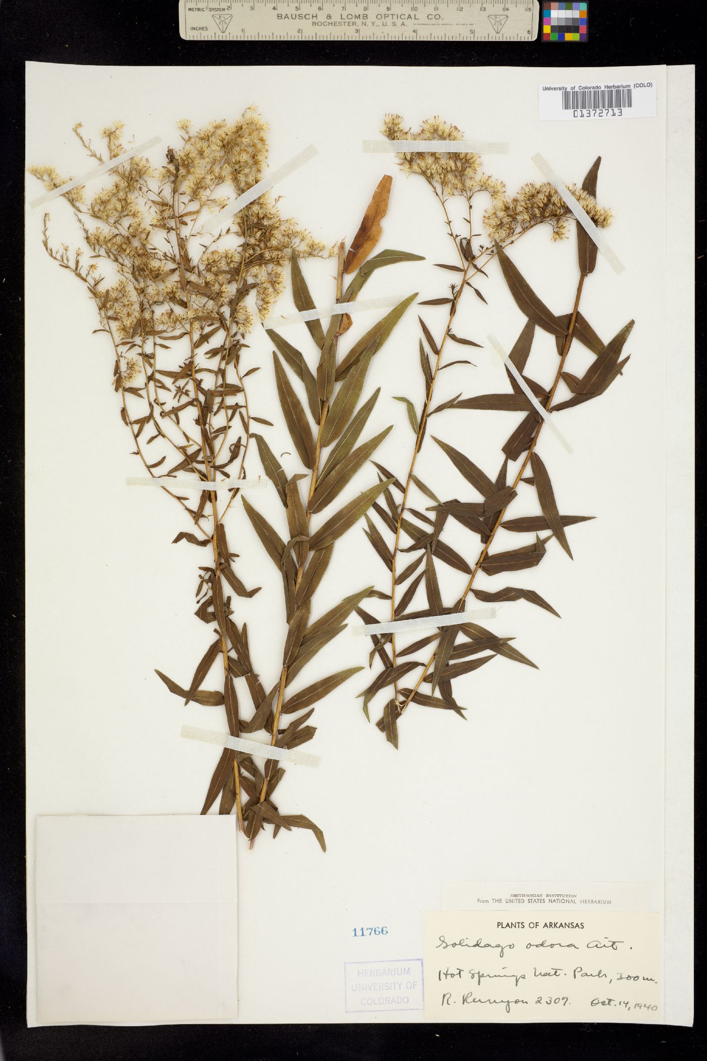 Solidago odora image