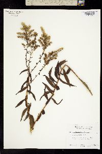 Solidago odora image