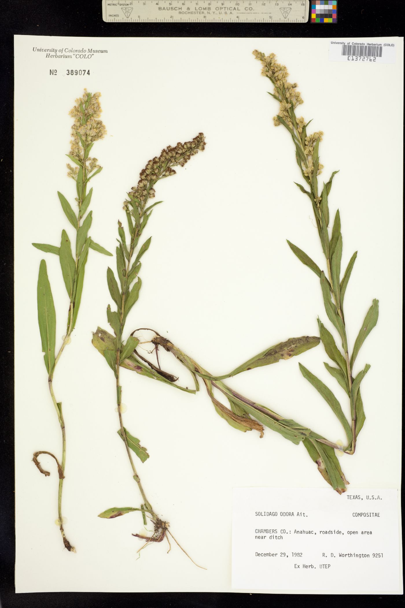 Solidago odora image