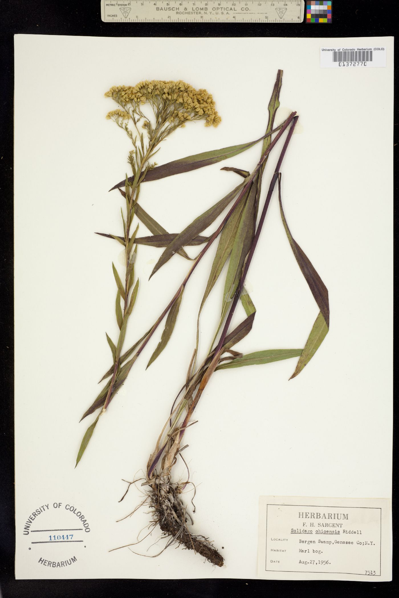 Solidago ohioensis image