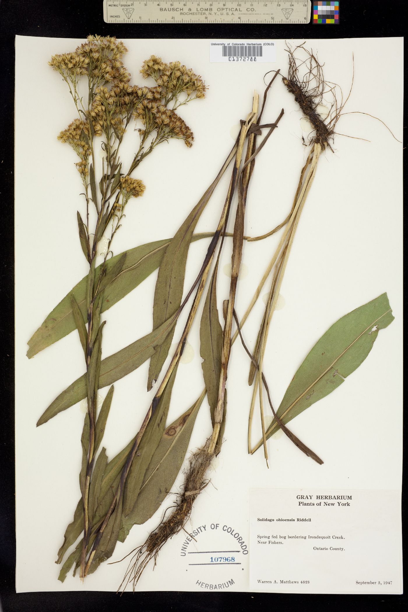 Solidago ohioensis image