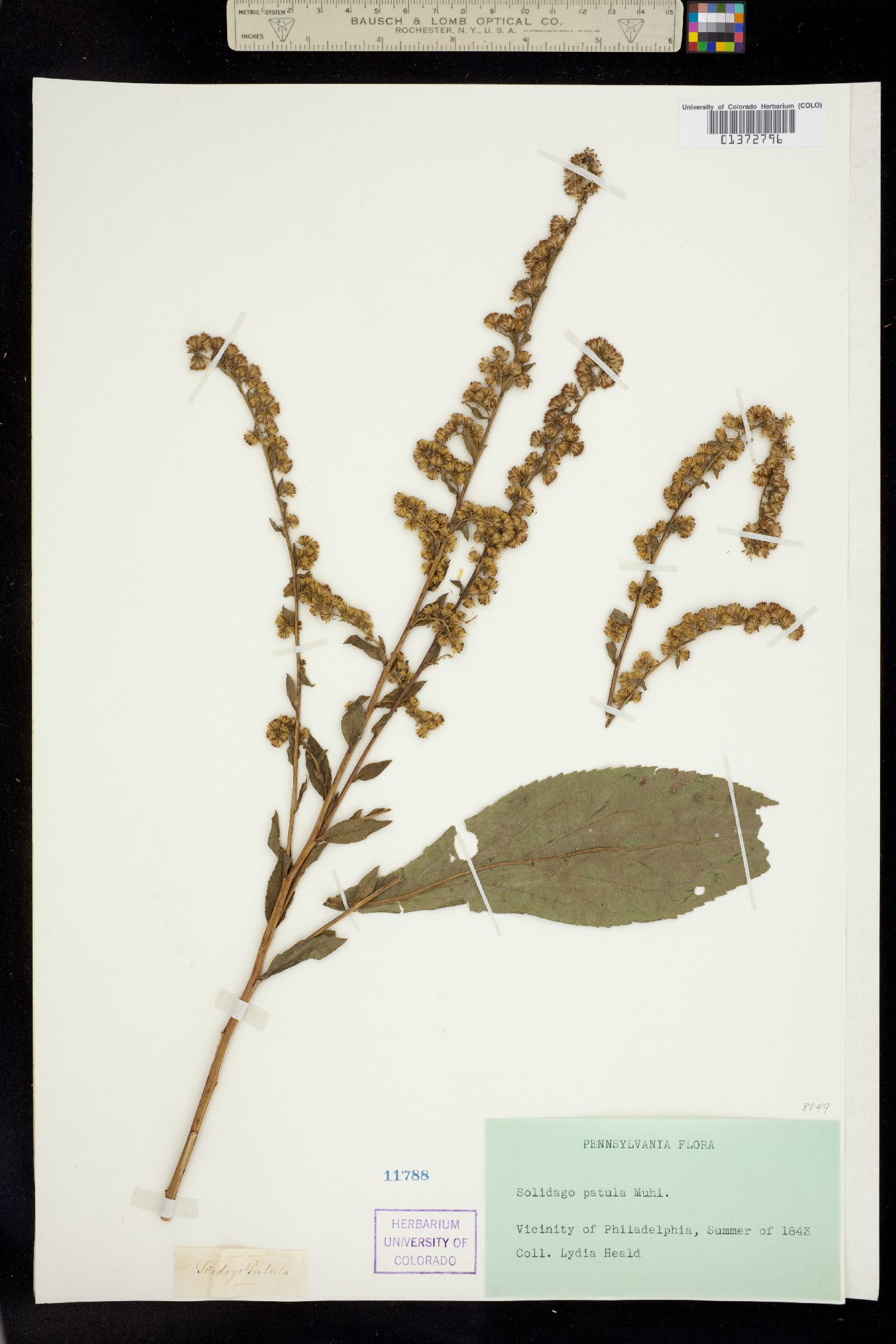 Solidago patula image