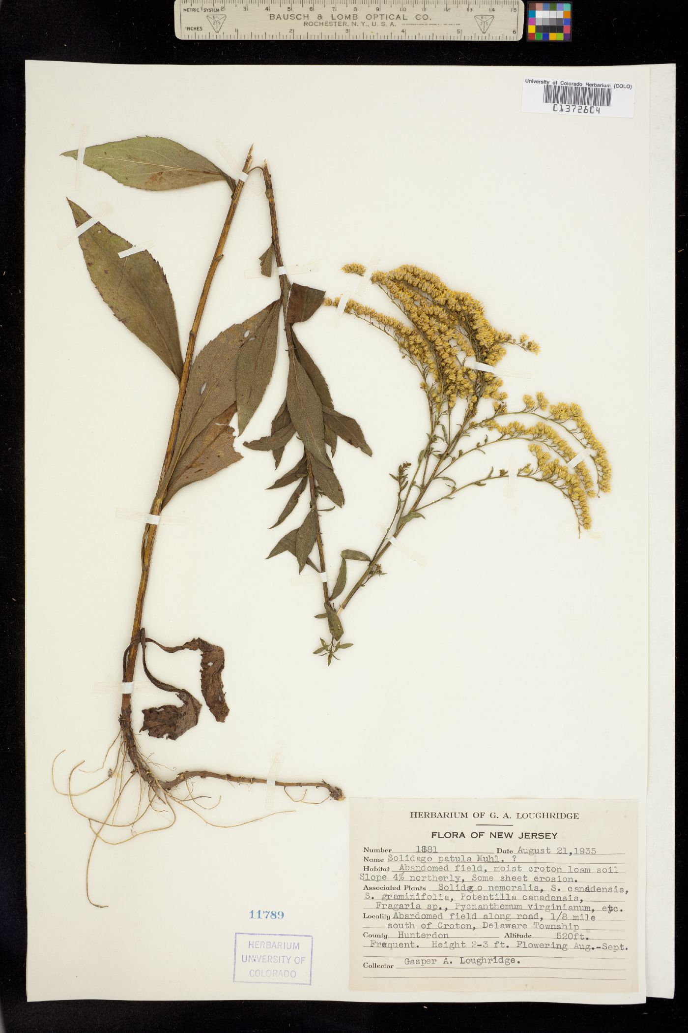 Solidago patula image