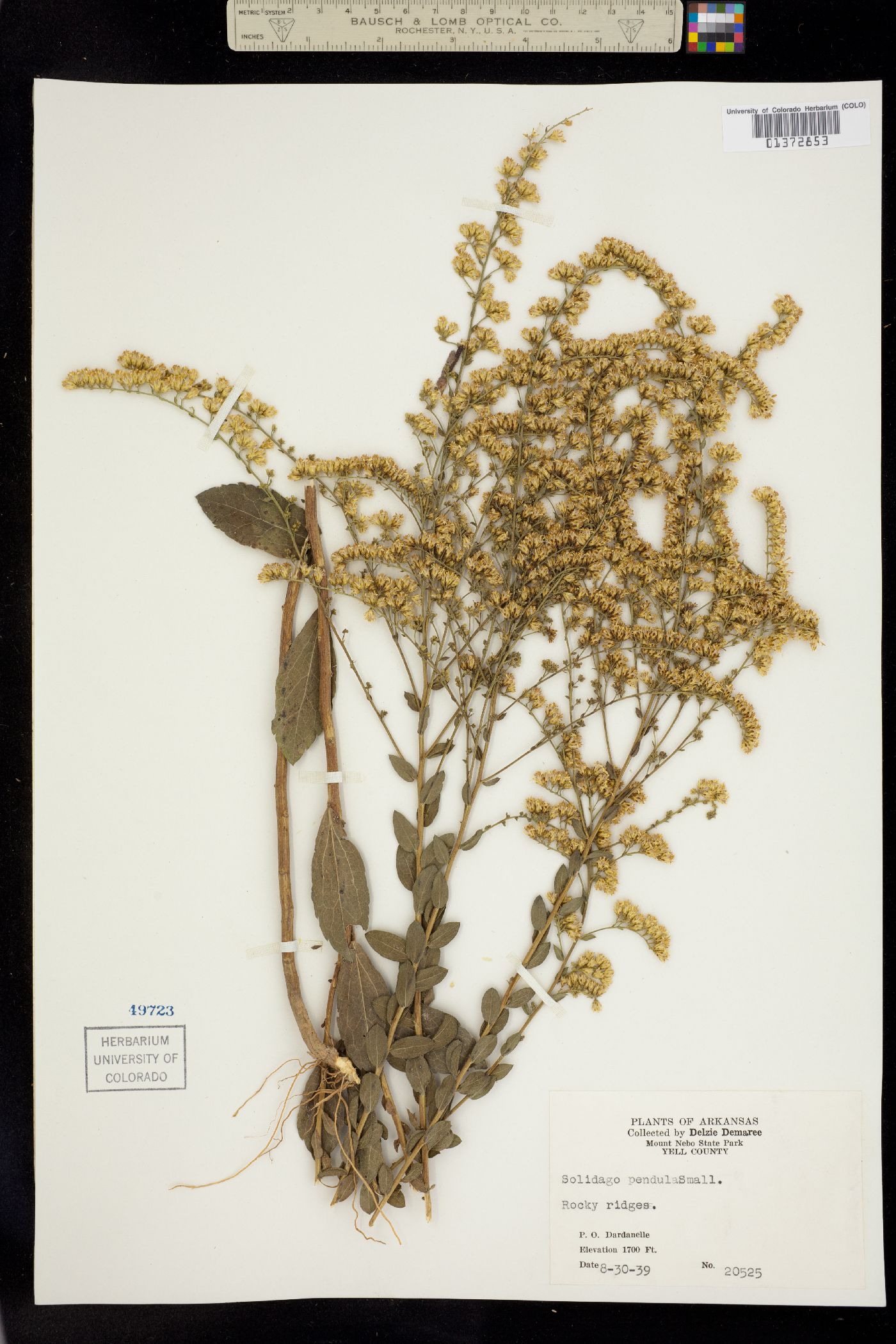 Solidago radula image