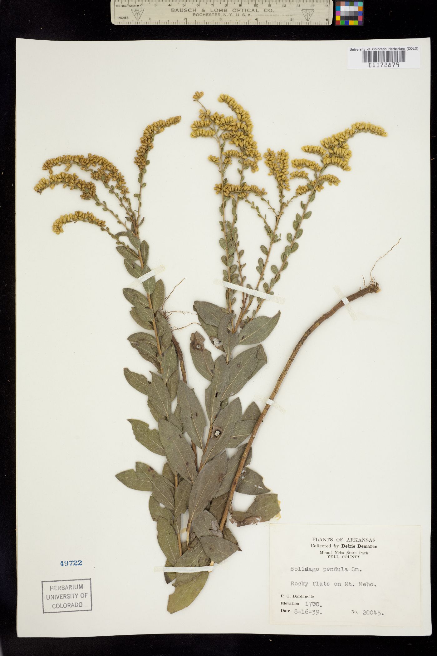 Solidago radula image