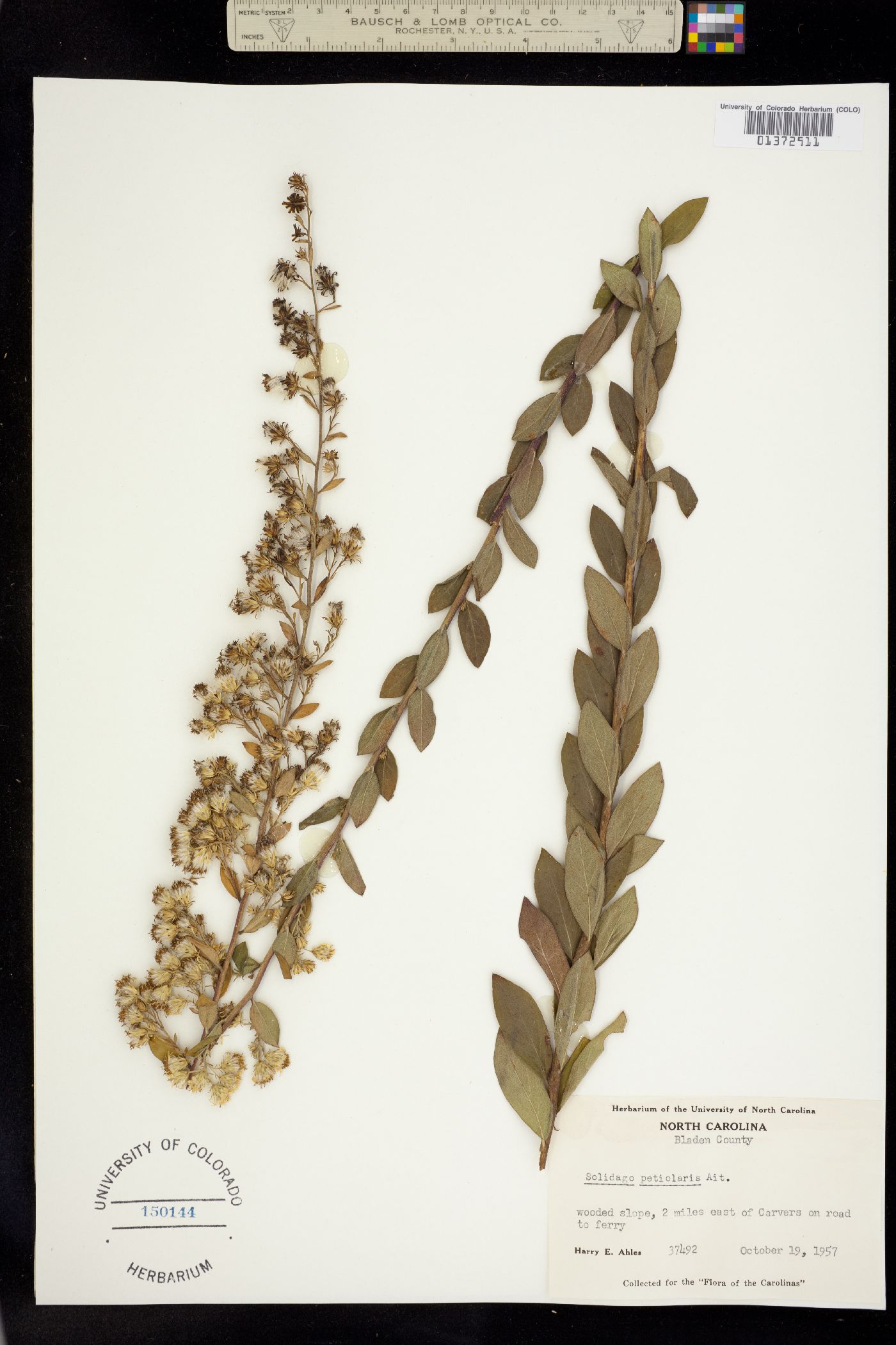 Solidago petiolaris image