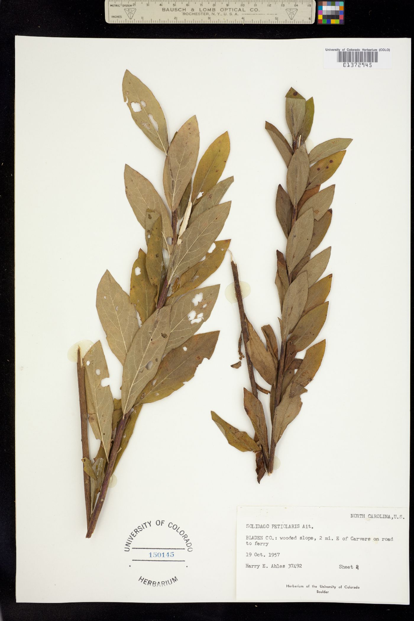 Solidago petiolaris image