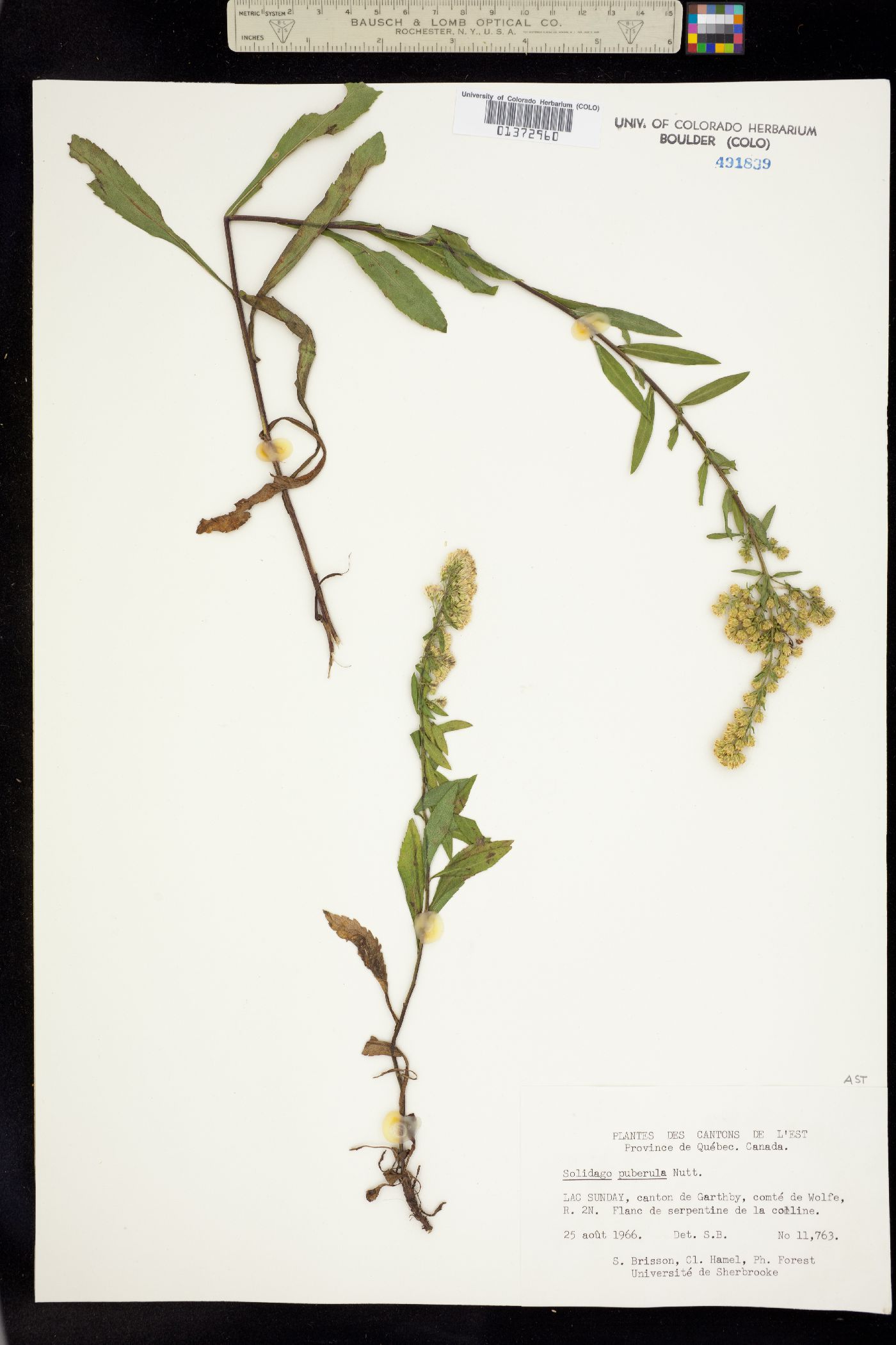 Solidago puberula image