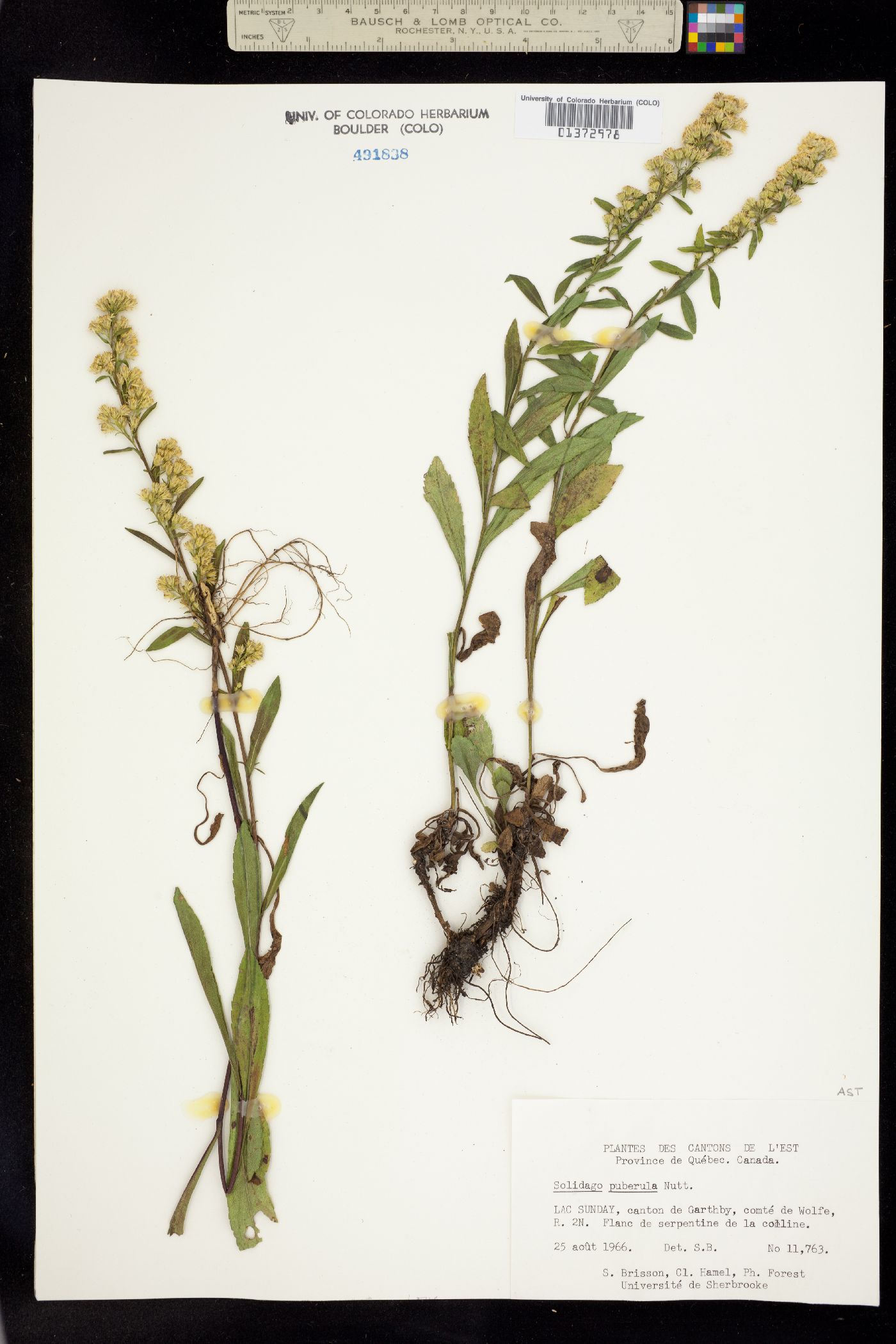 Solidago puberula image