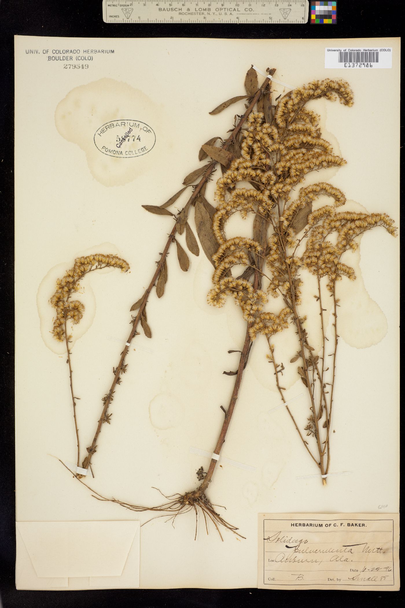 Solidago puberula image