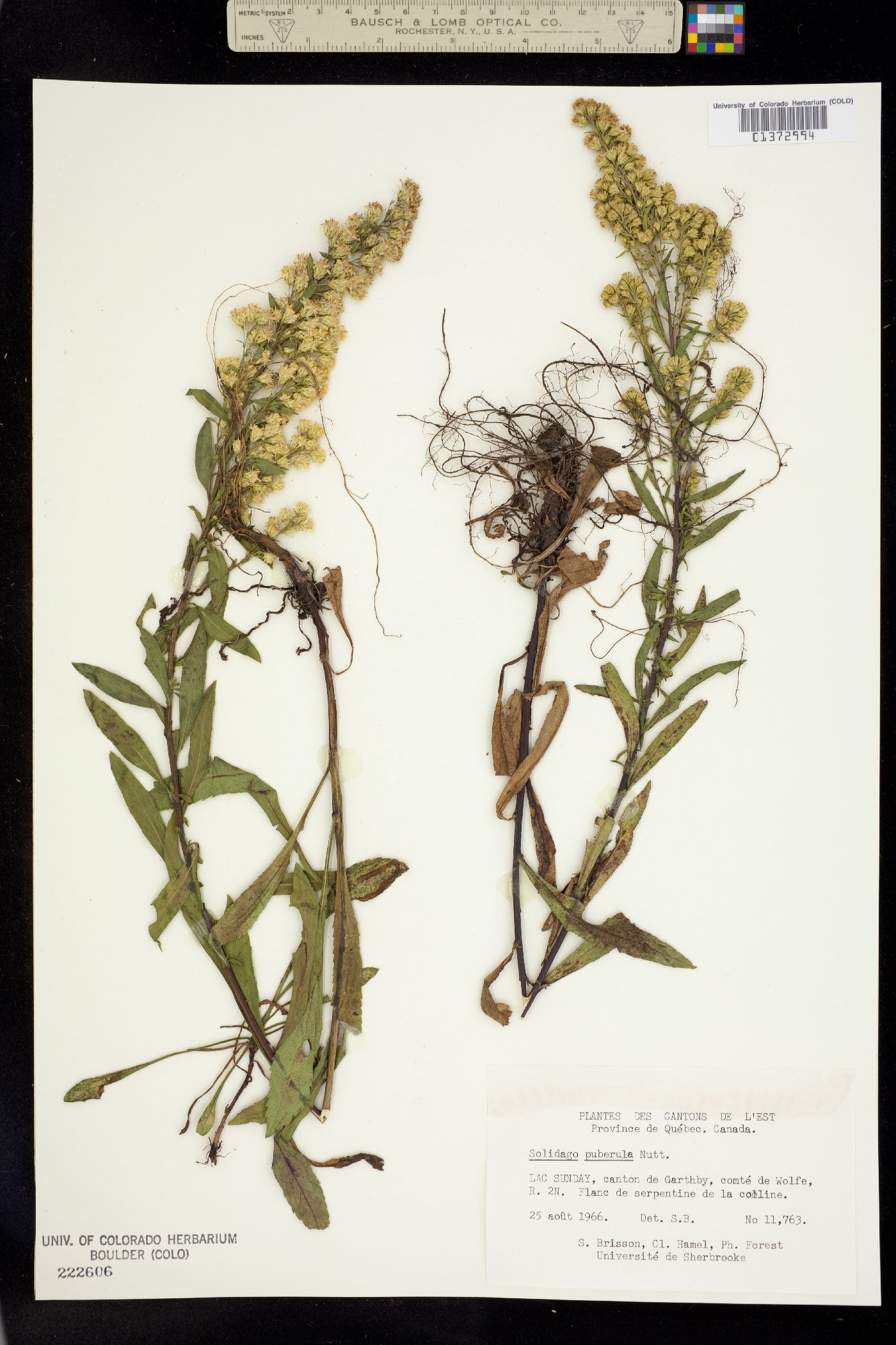 Solidago puberula image