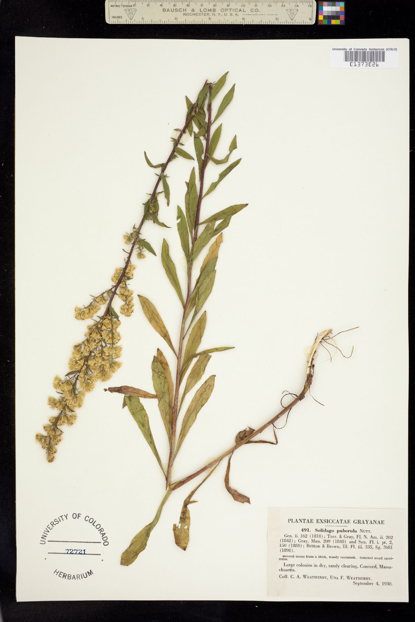 Solidago puberula image