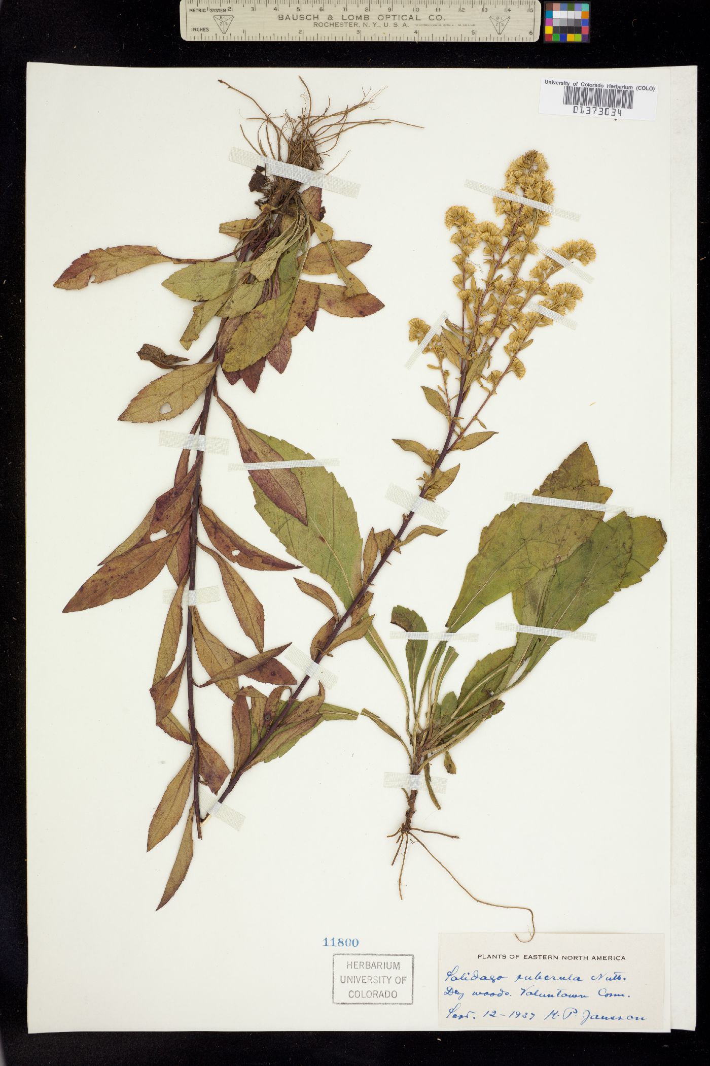 Solidago puberula image
