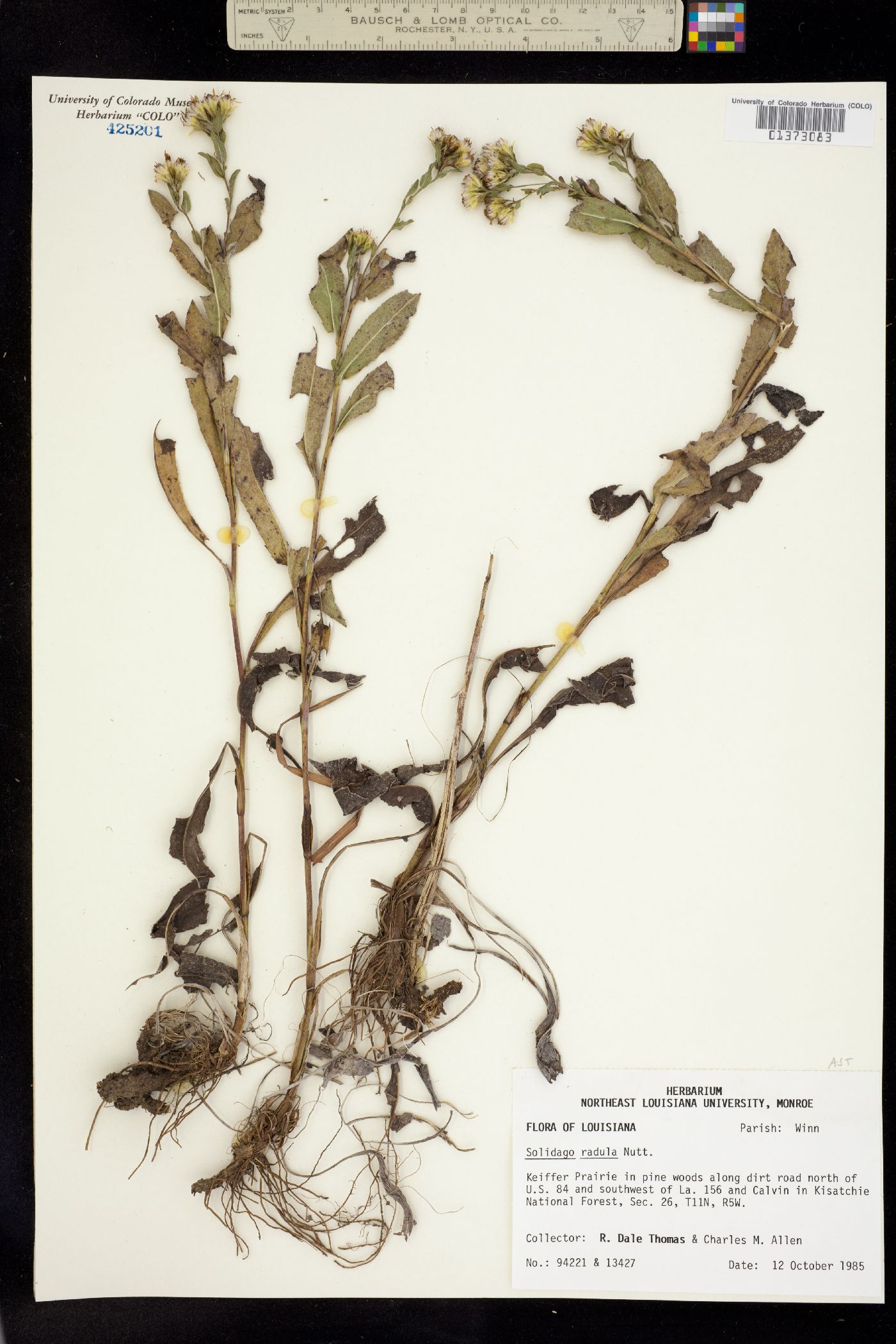 Solidago radula image
