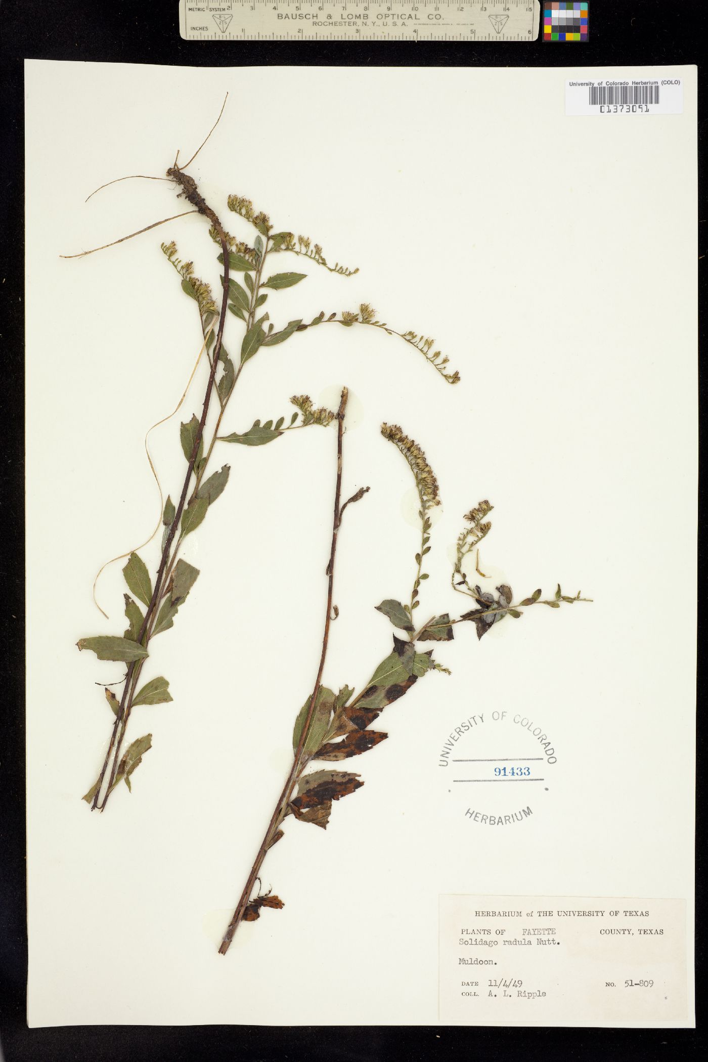 Solidago radula image