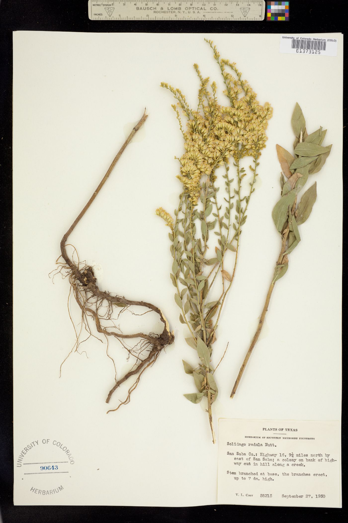 Solidago radula image