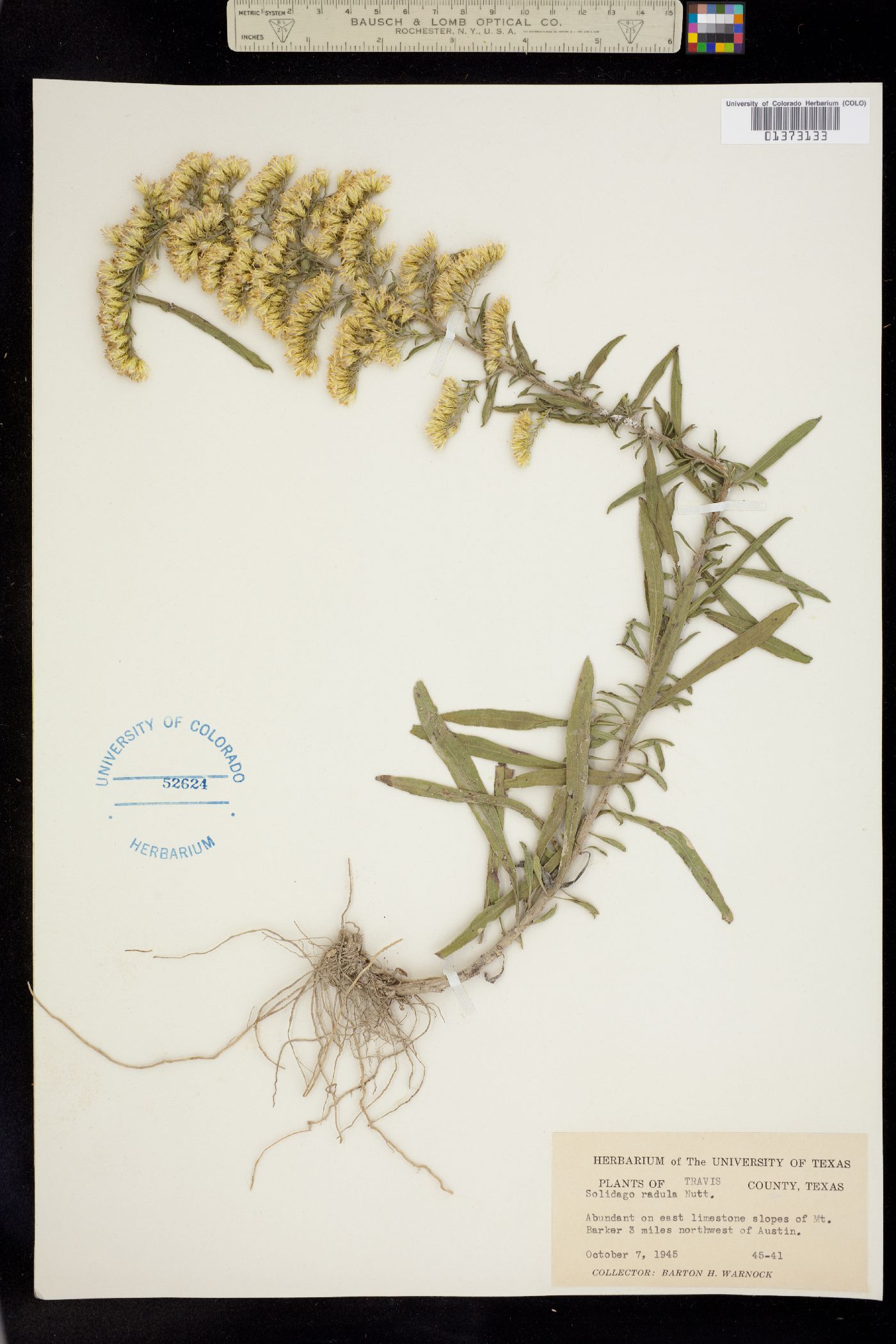 Solidago radula image