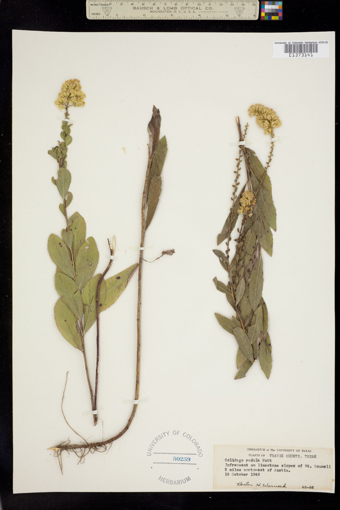 Solidago radula image