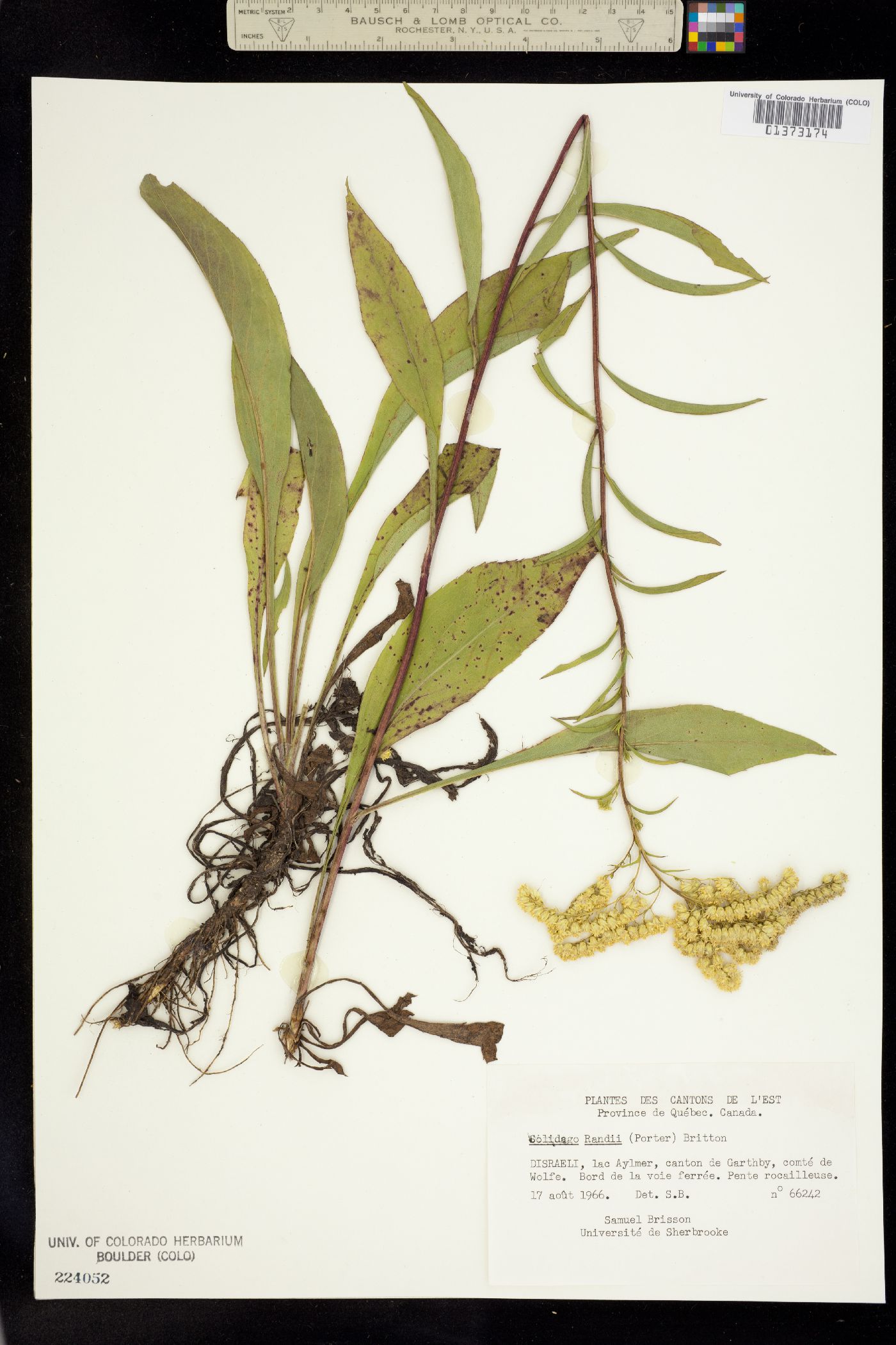 Solidago randii image