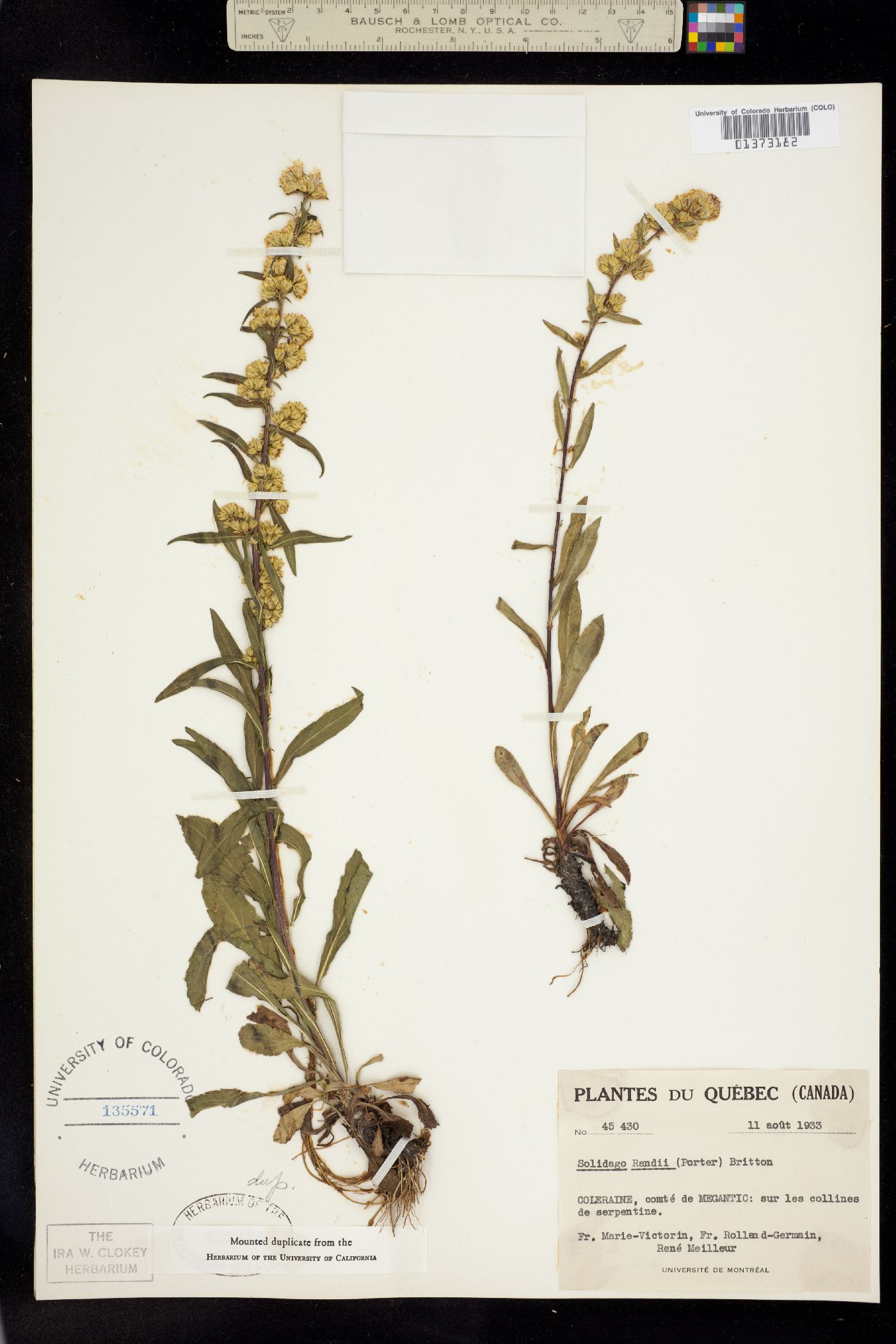 Solidago randii image