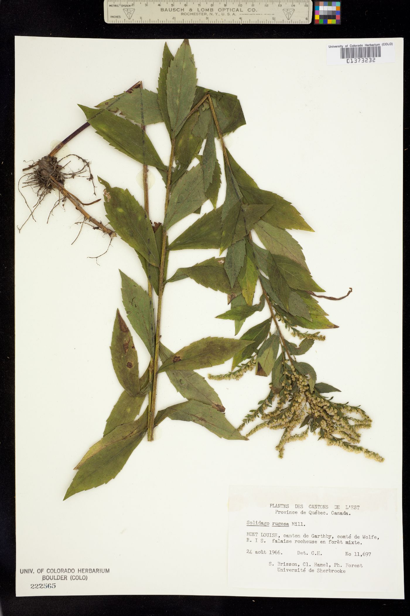 Solidago rugosa image