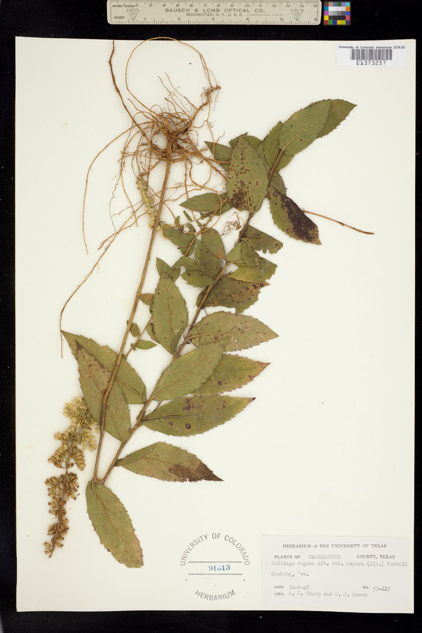 Solidago rugosa image