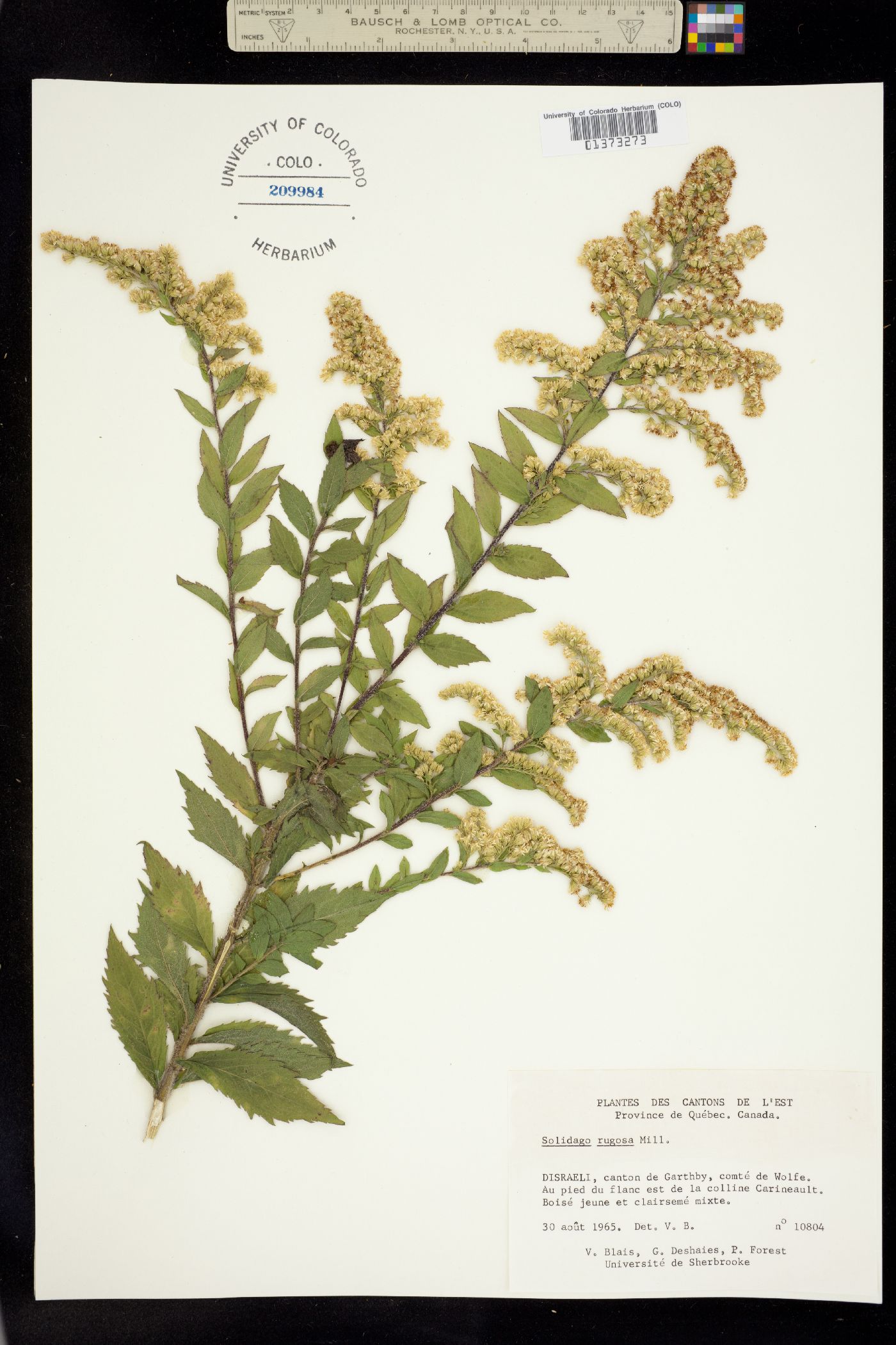 Solidago rugosa image