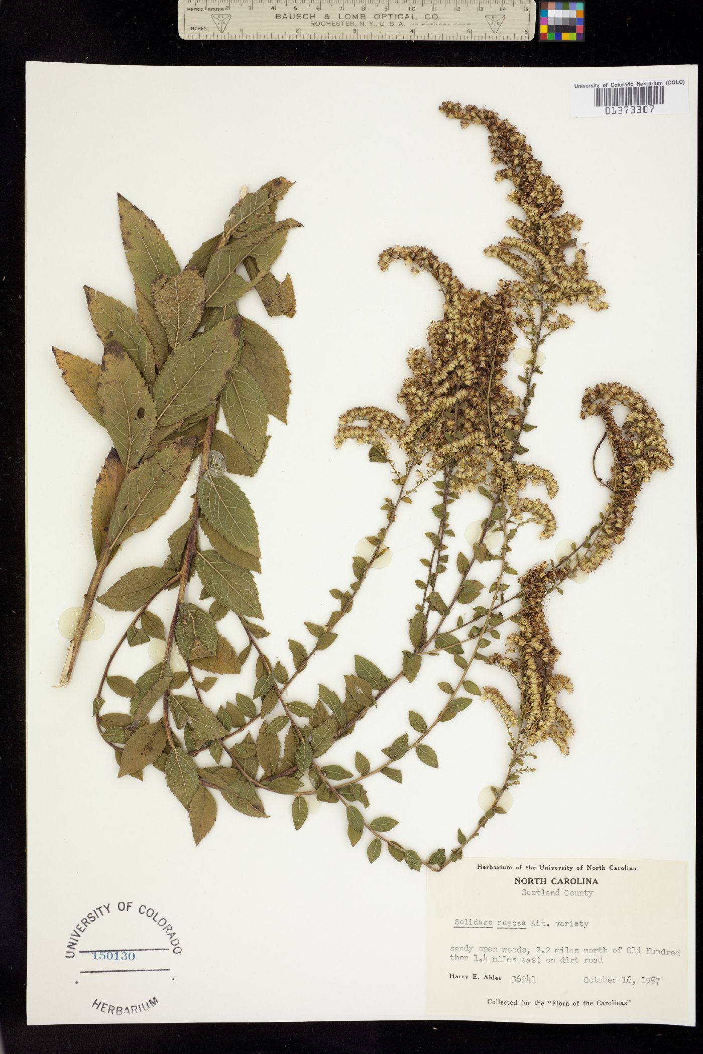 Solidago rugosa image