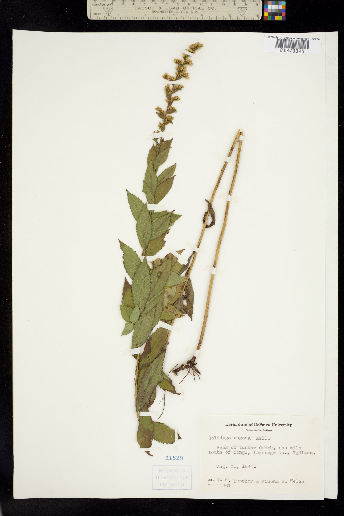 Solidago rugosa image
