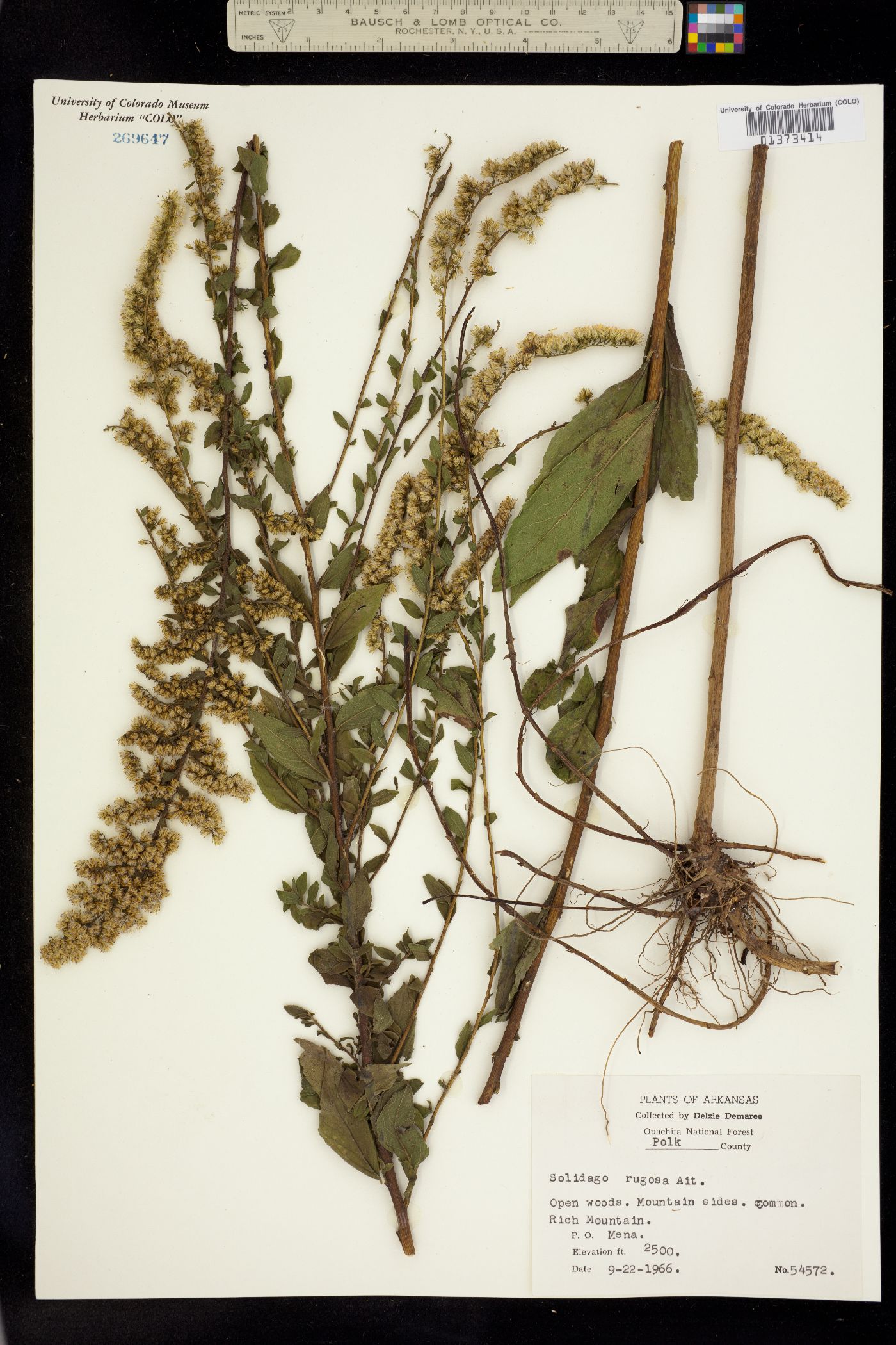 Solidago rugosa image