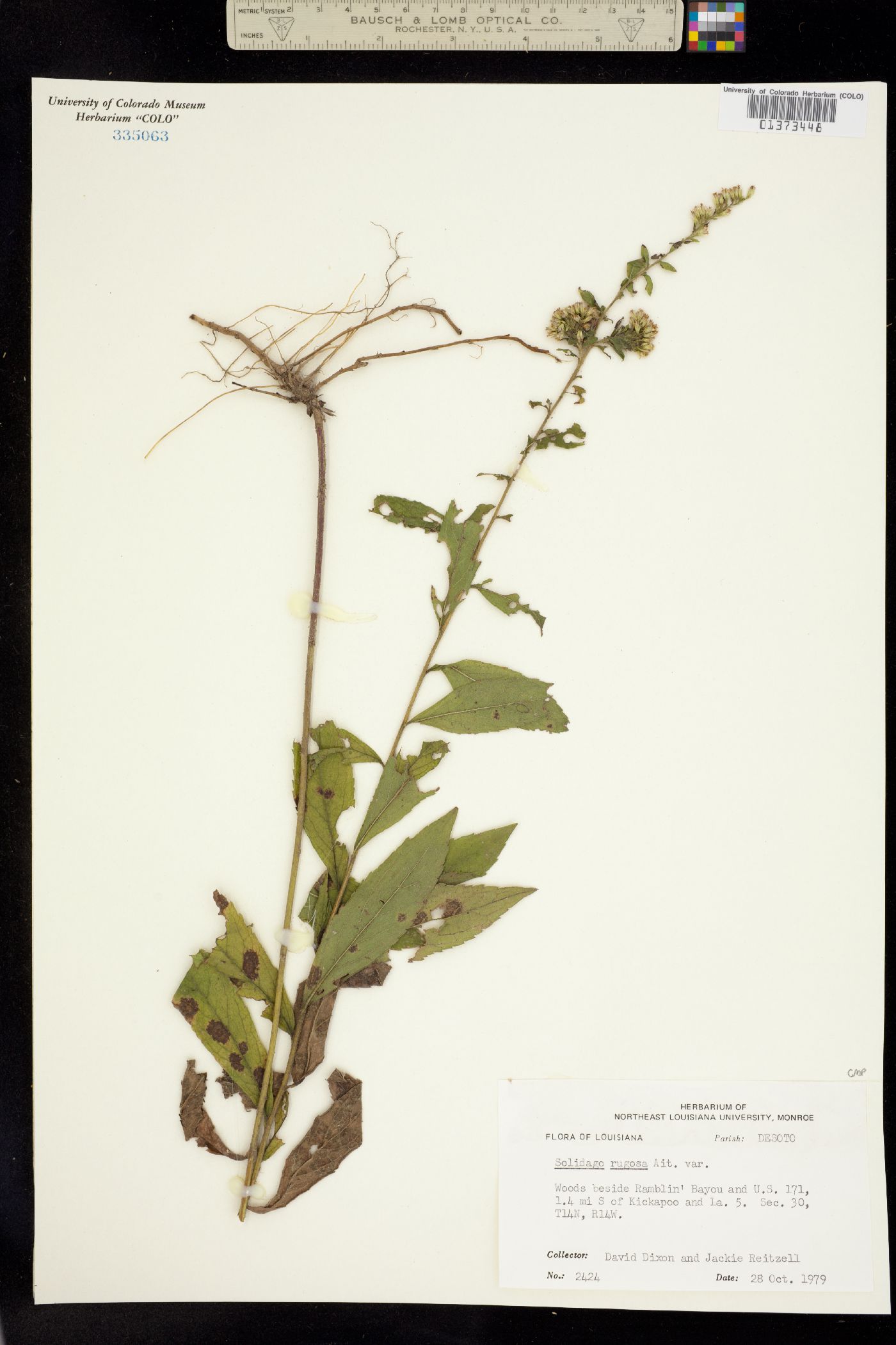 Solidago rugosa image