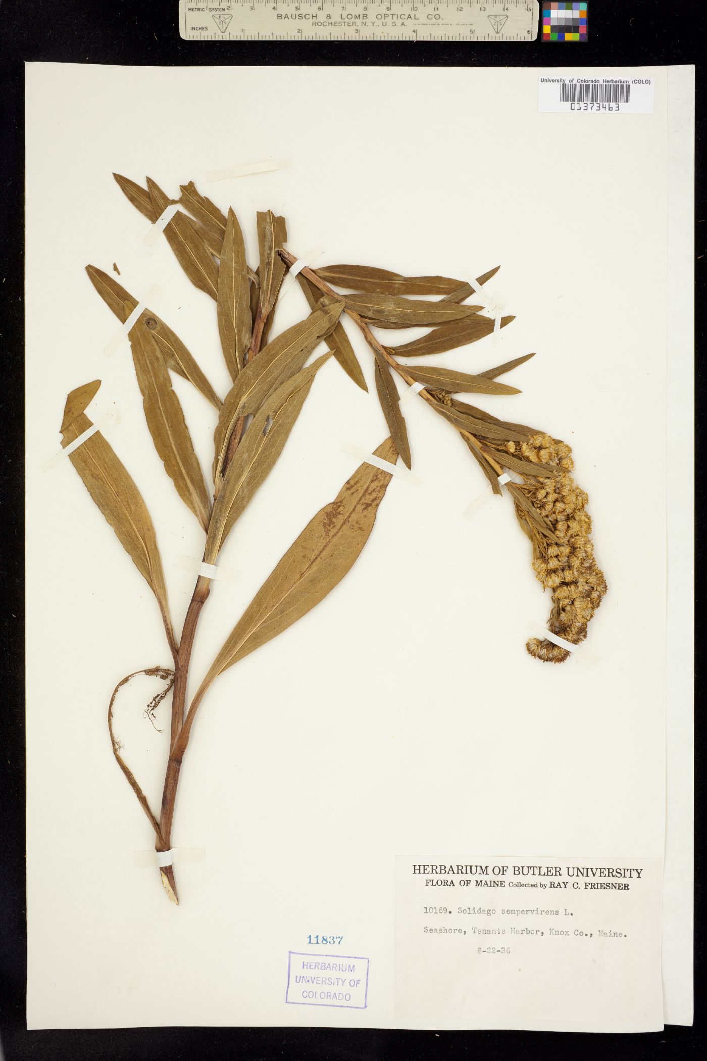 Solidago sempervirens image