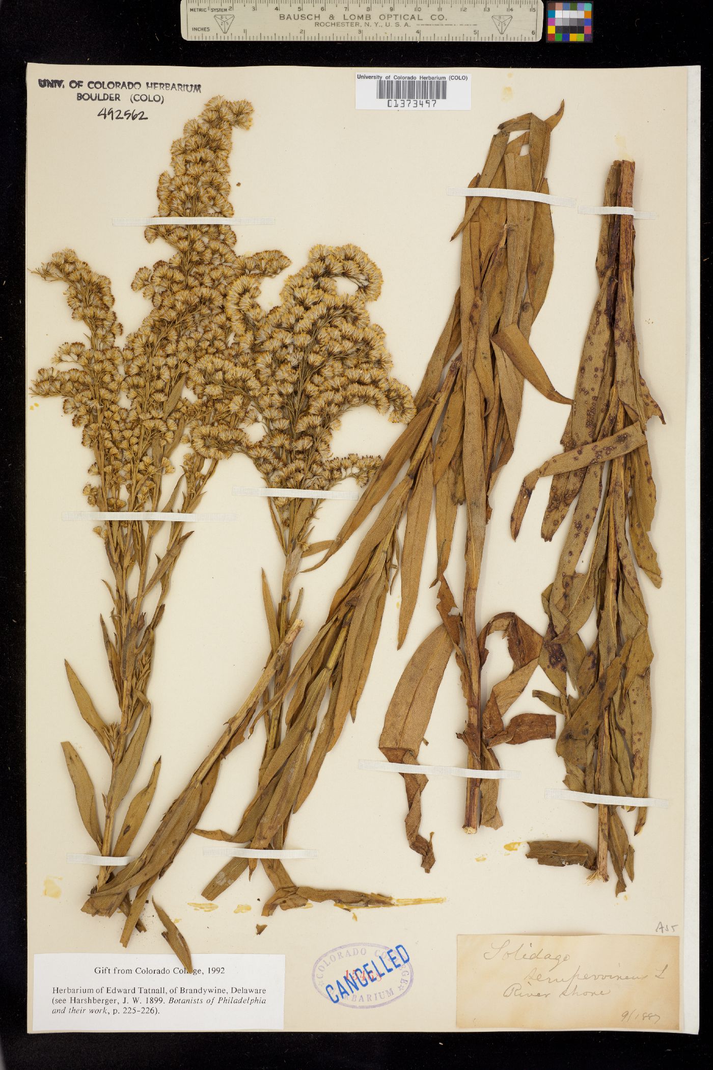 Solidago sempervirens image