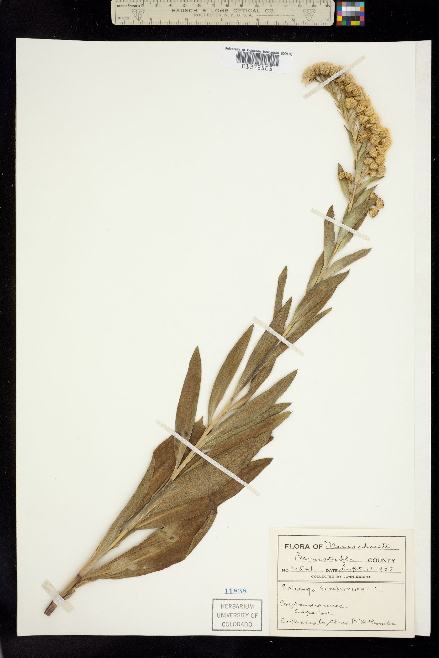 Solidago sempervirens image