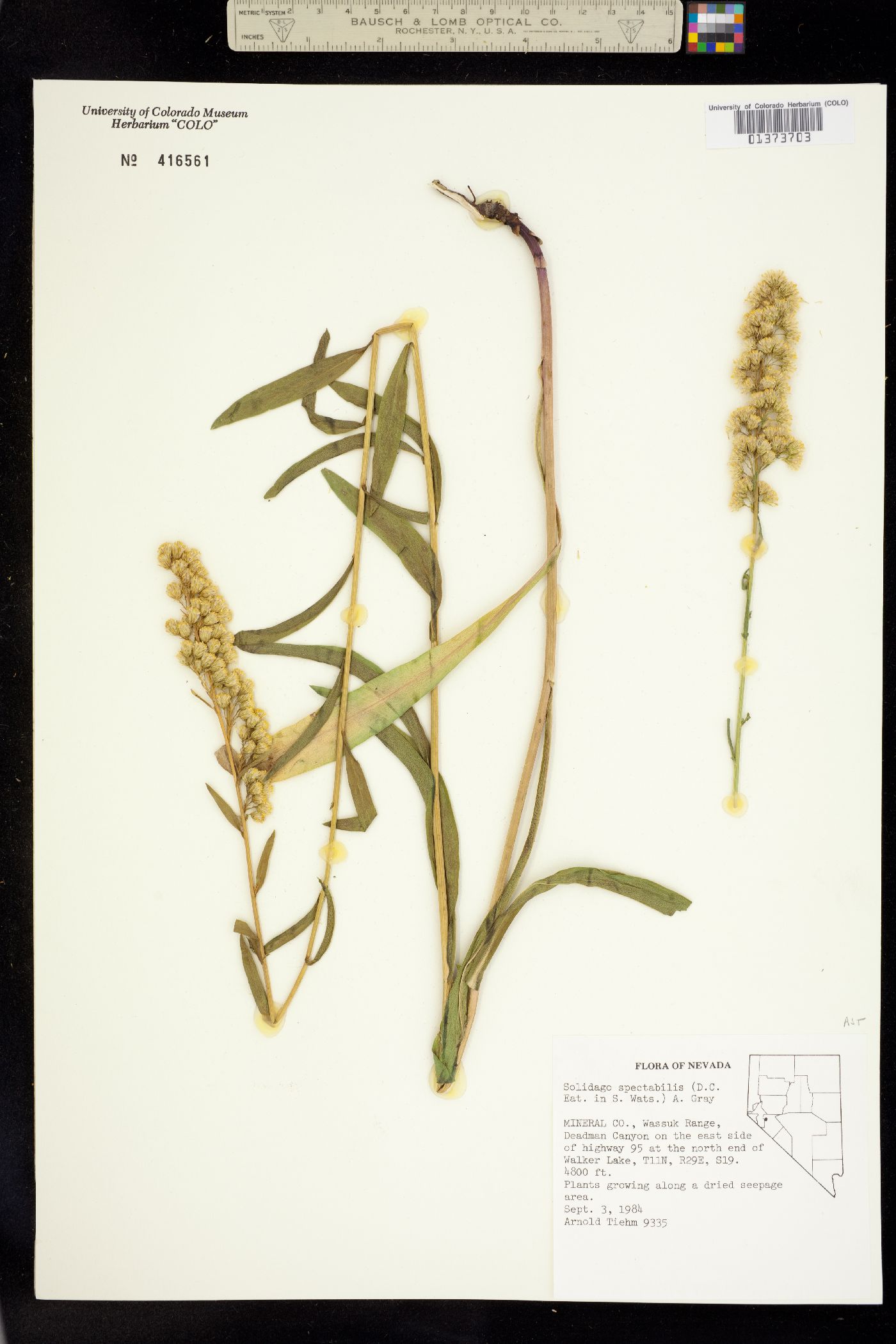 Solidago spectabilis image