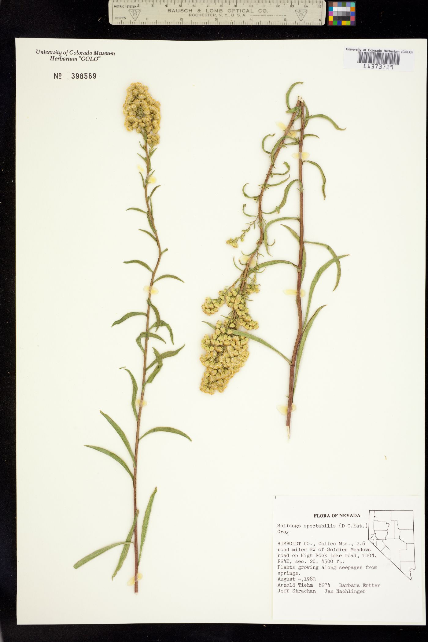 Solidago spectabilis image