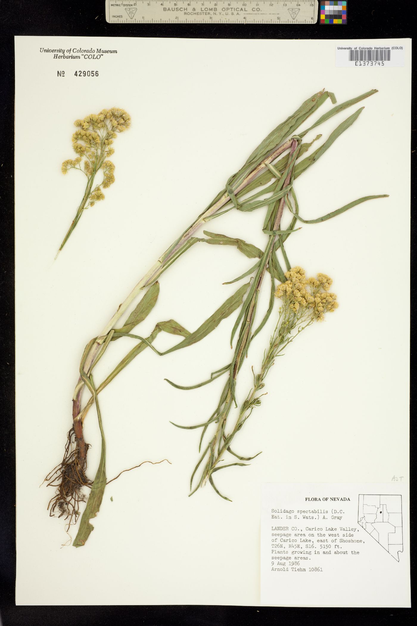 Solidago spectabilis image
