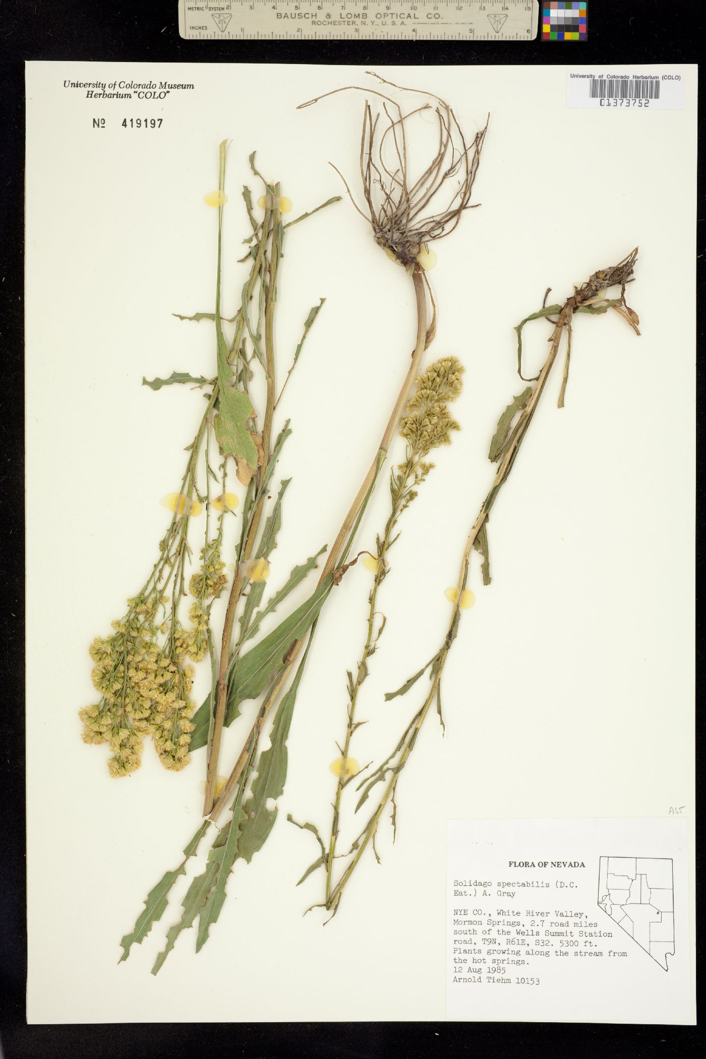 Solidago spectabilis image